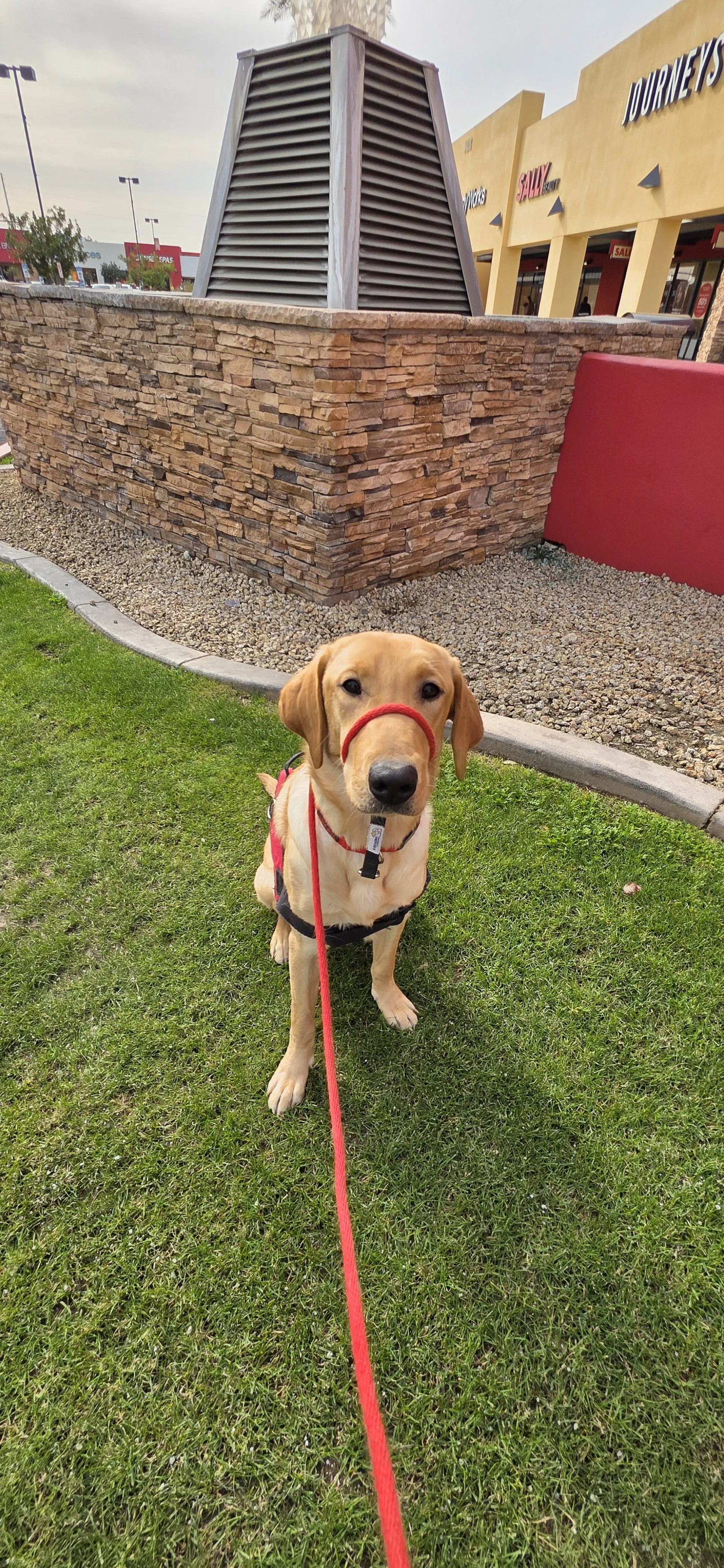 Buddy - Male Labrador