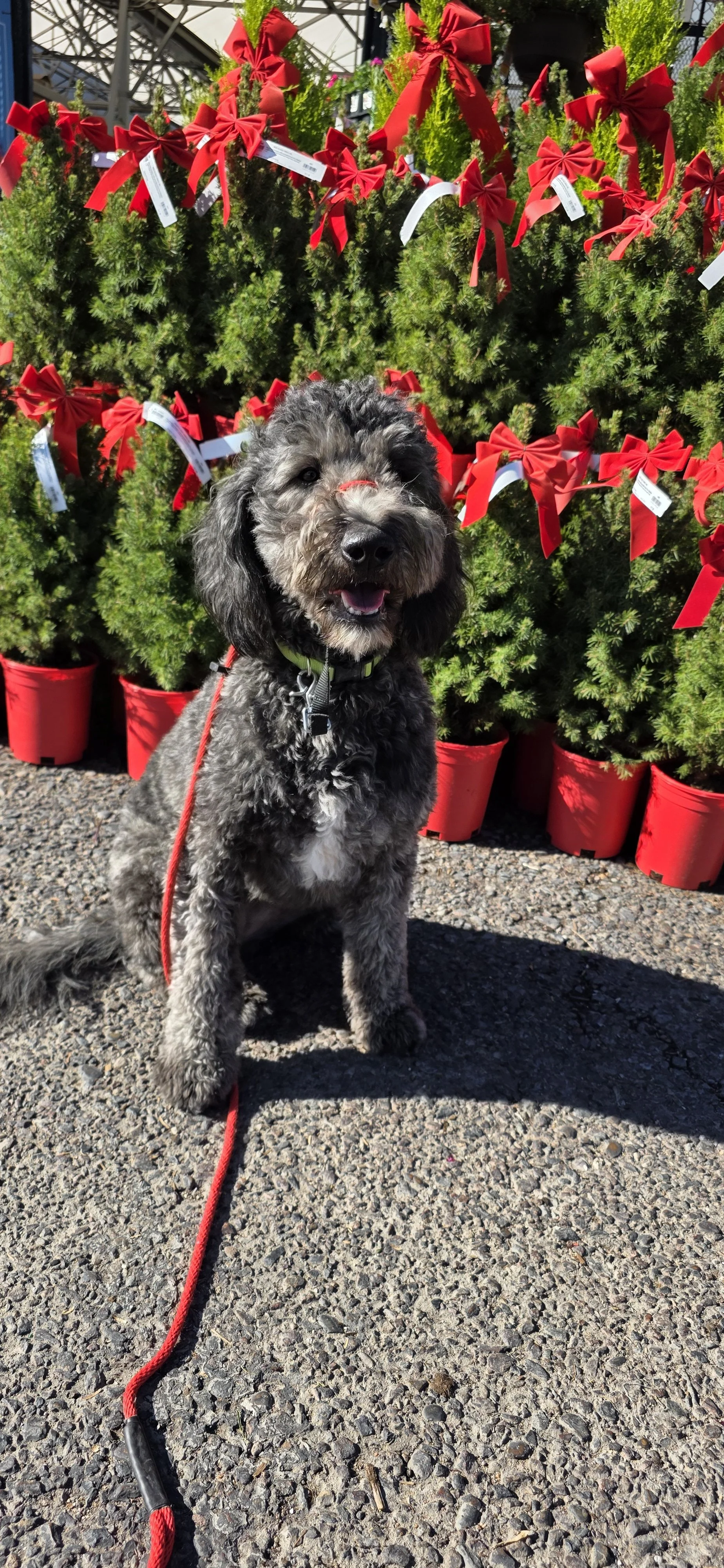 June F Goldendoodle 