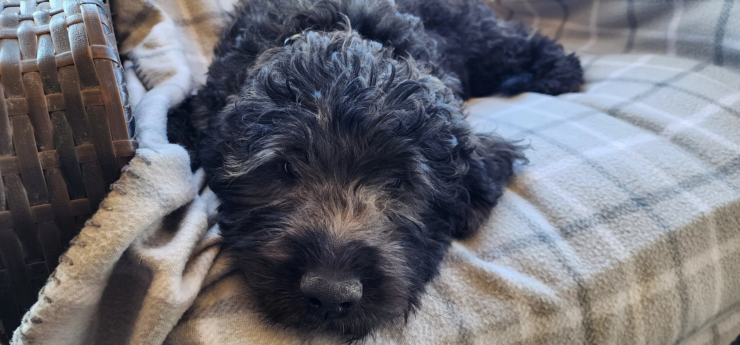 Chedda F Goldendoodle