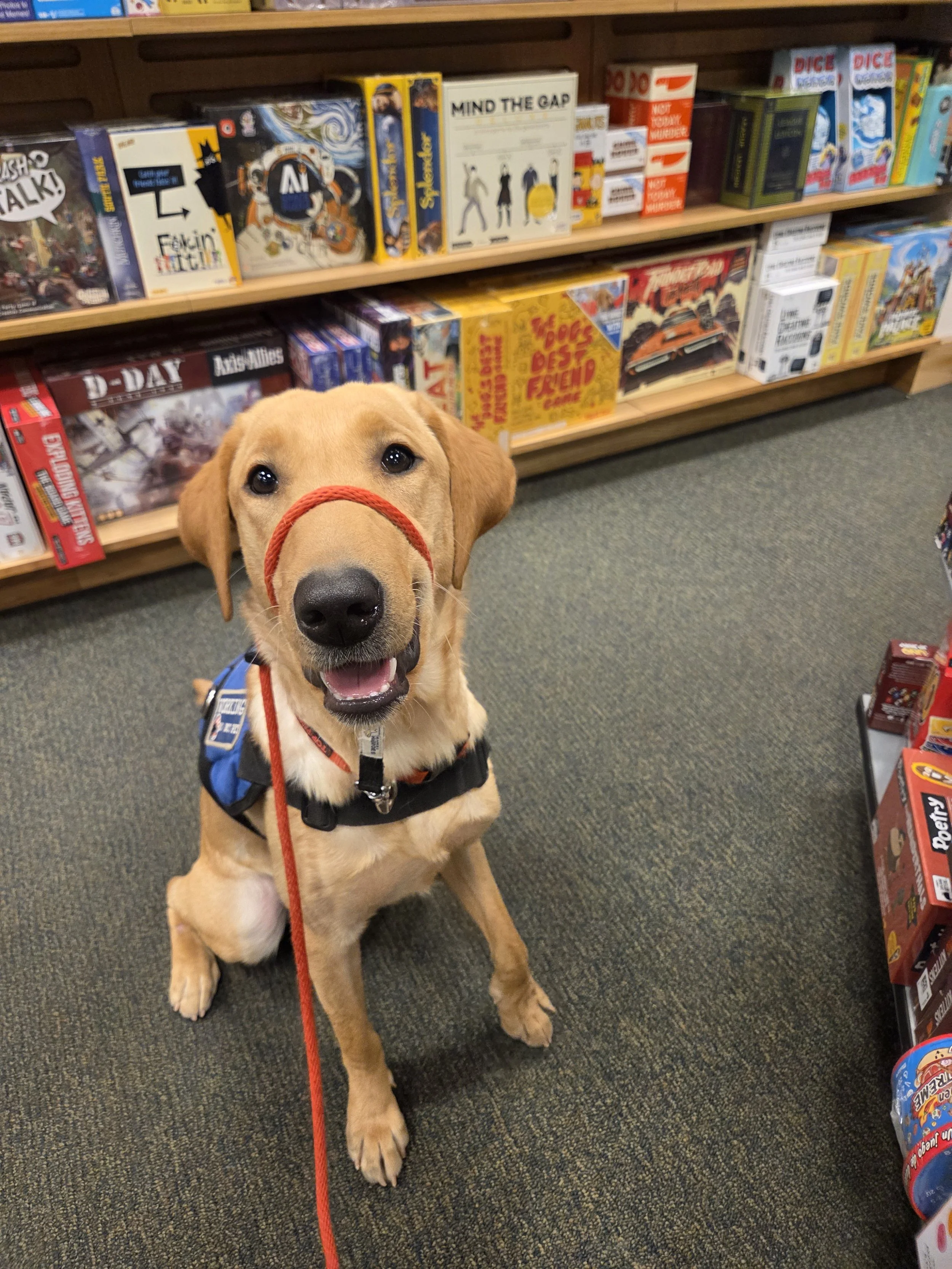 Buddy - Male Labrador