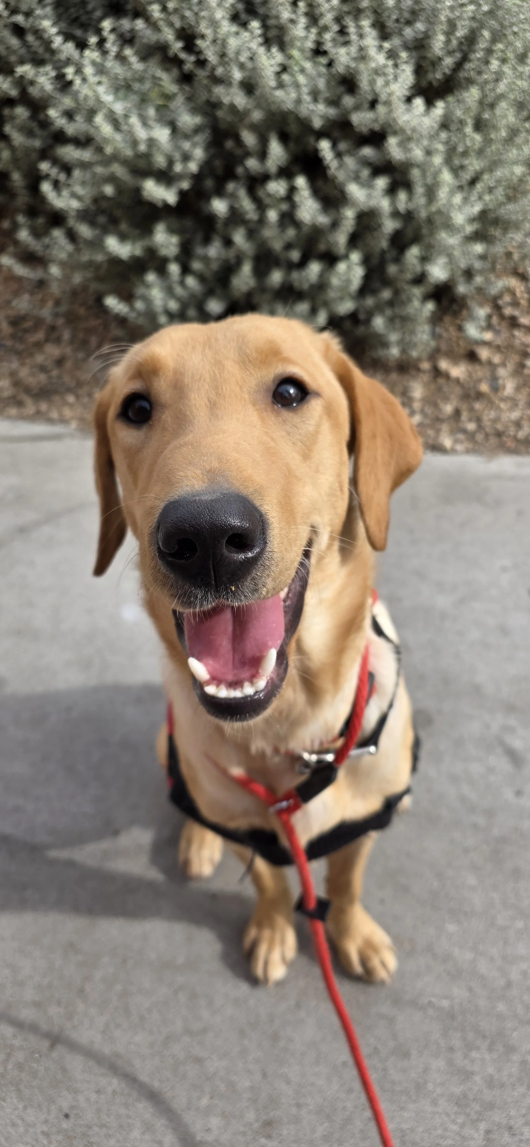 Buddy - Male Labrador