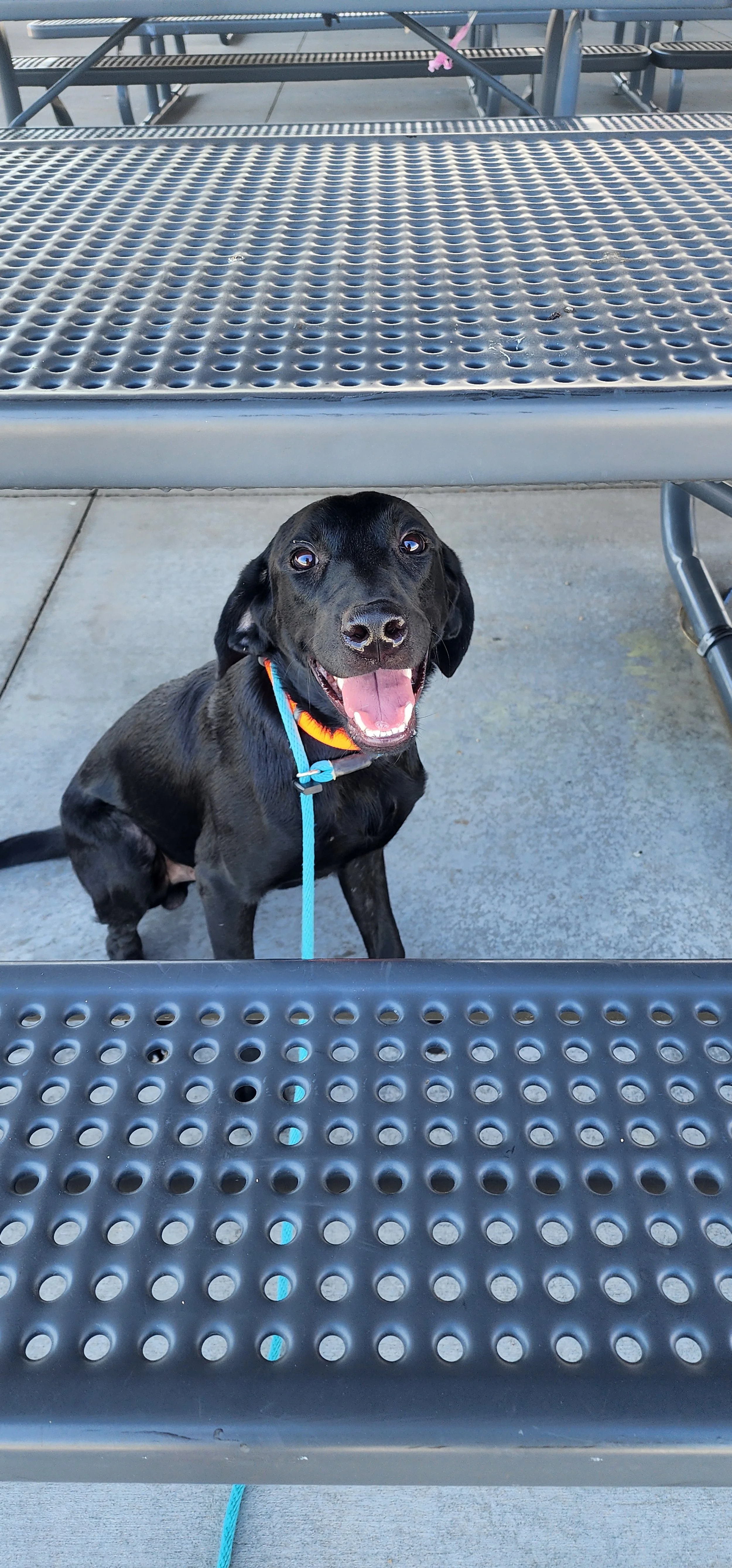 Bronx - M Labrador