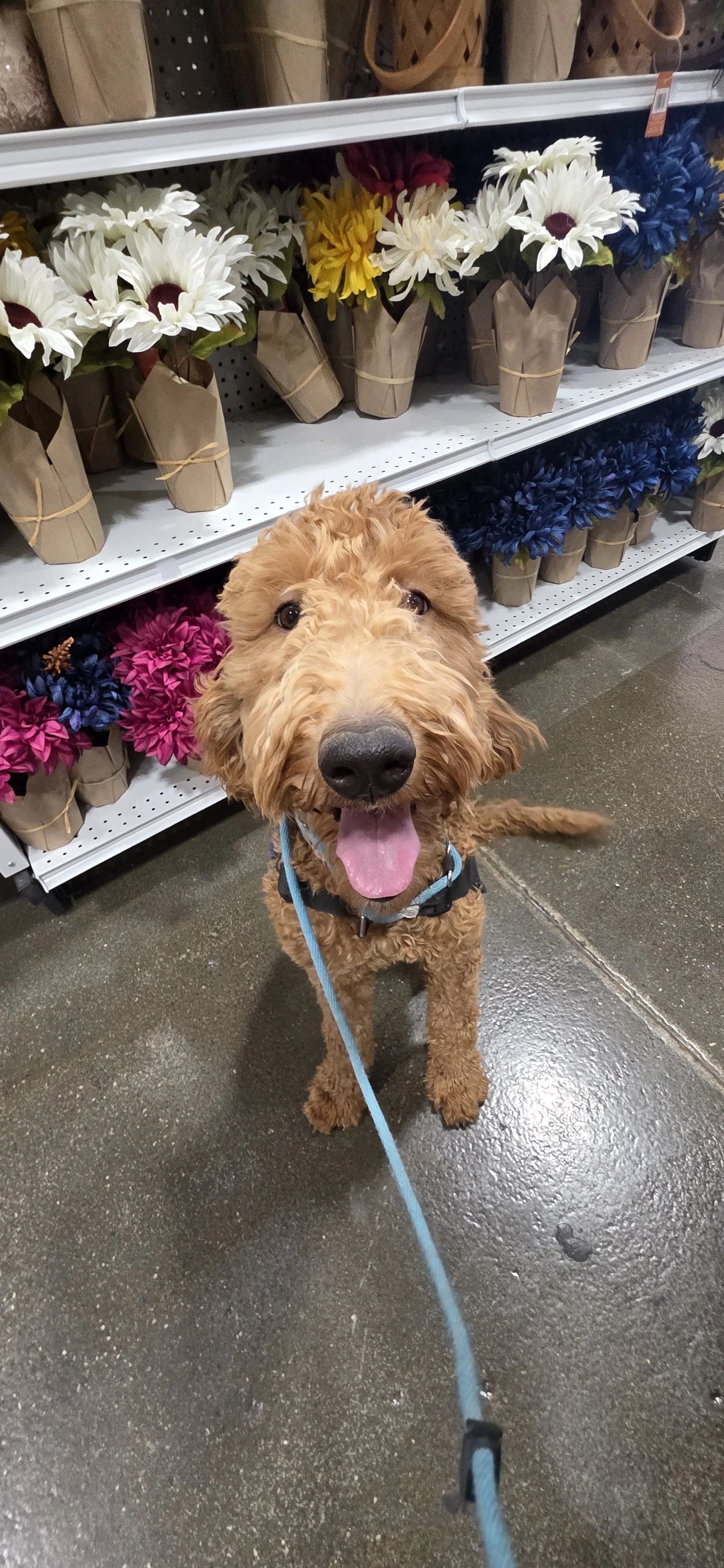 Brandy - F Goldendoodle