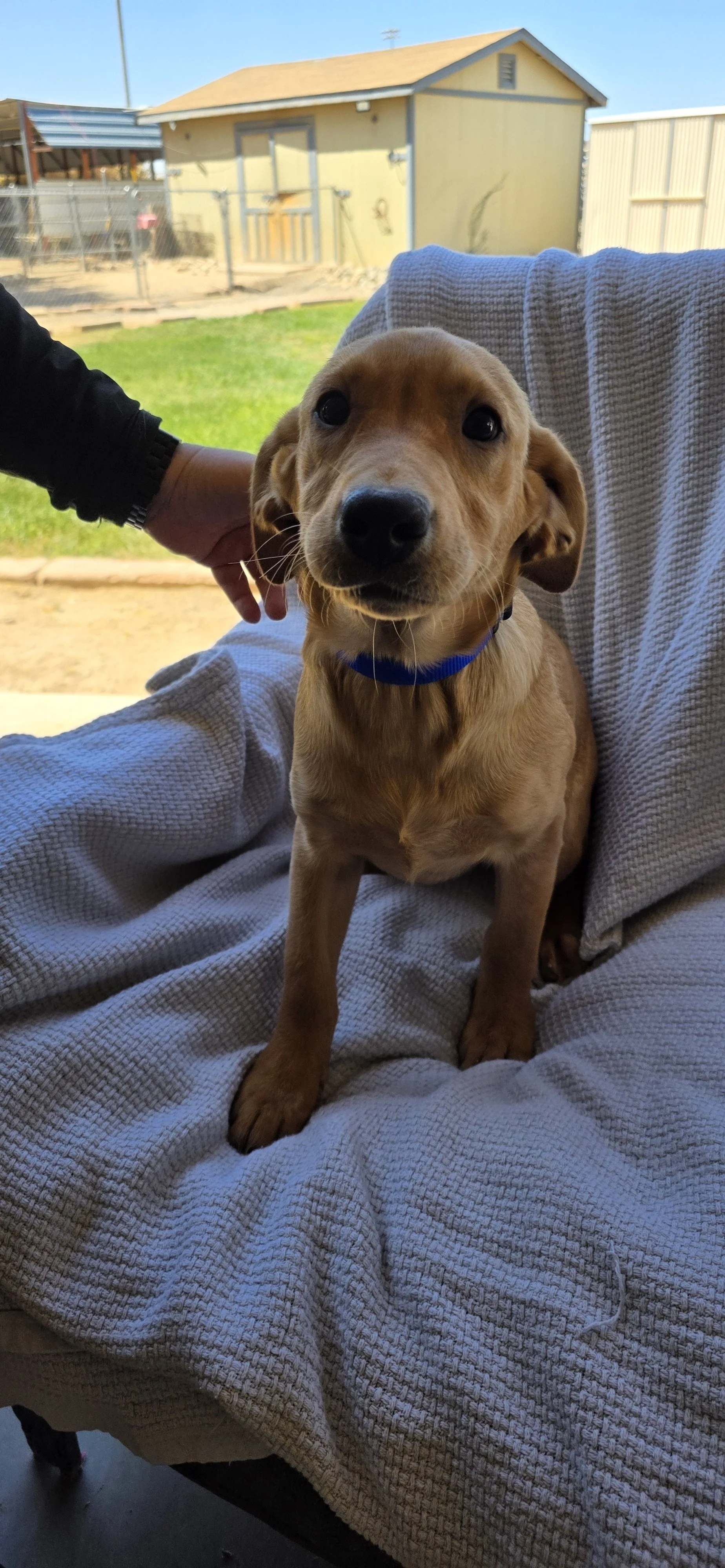 Ranger - M Labrador