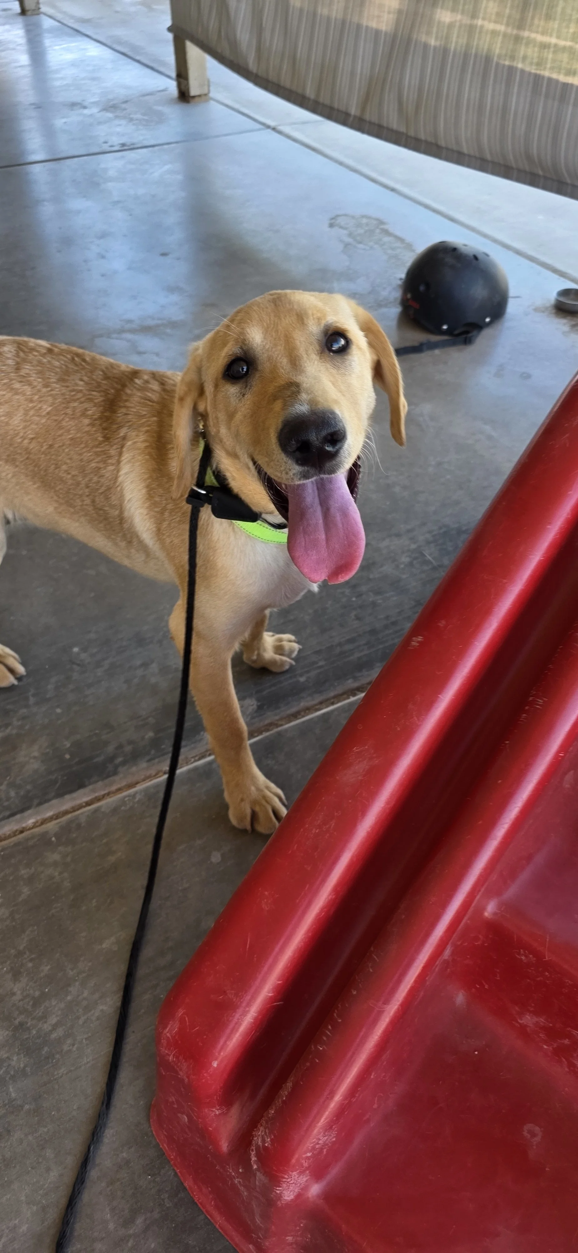Kip - Labrador
