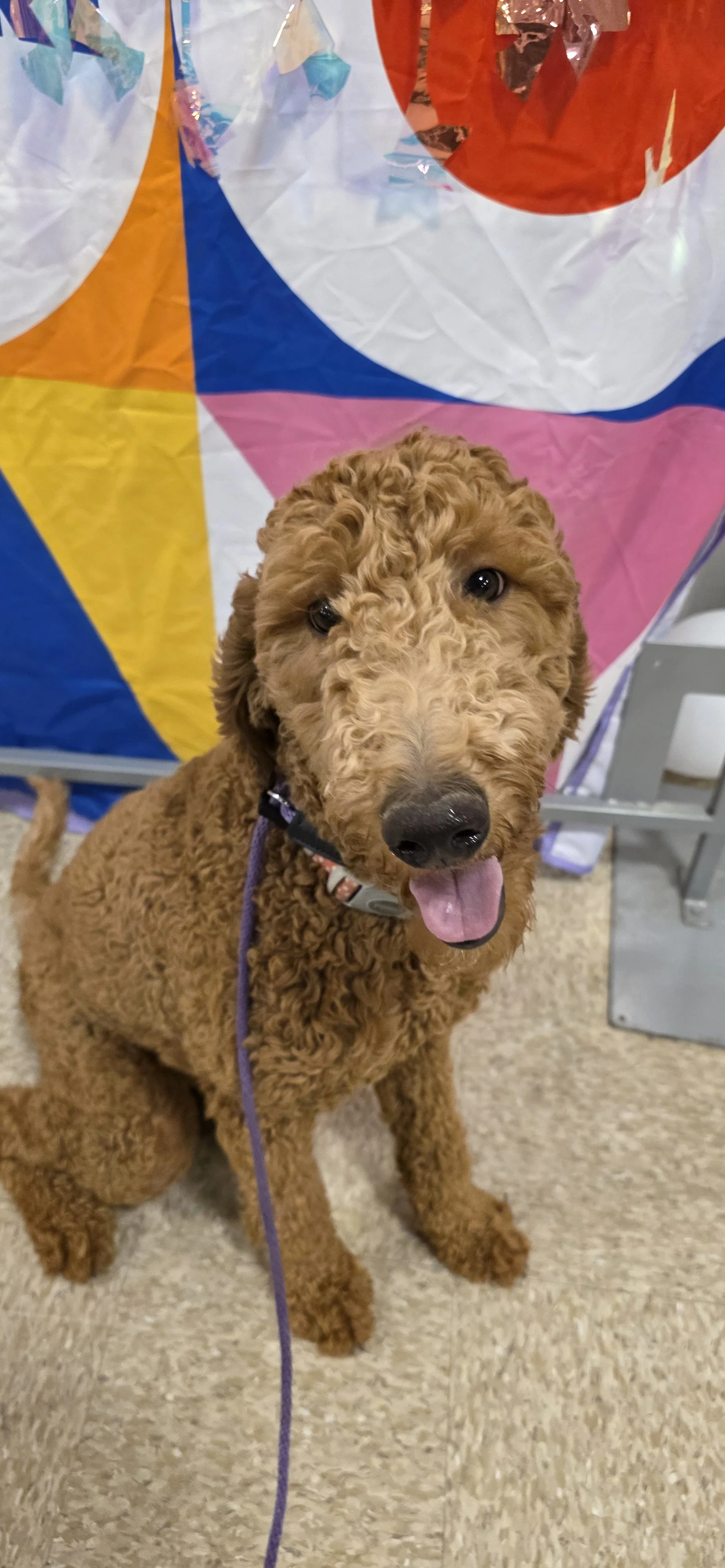 Brandy - F Goldendoodle