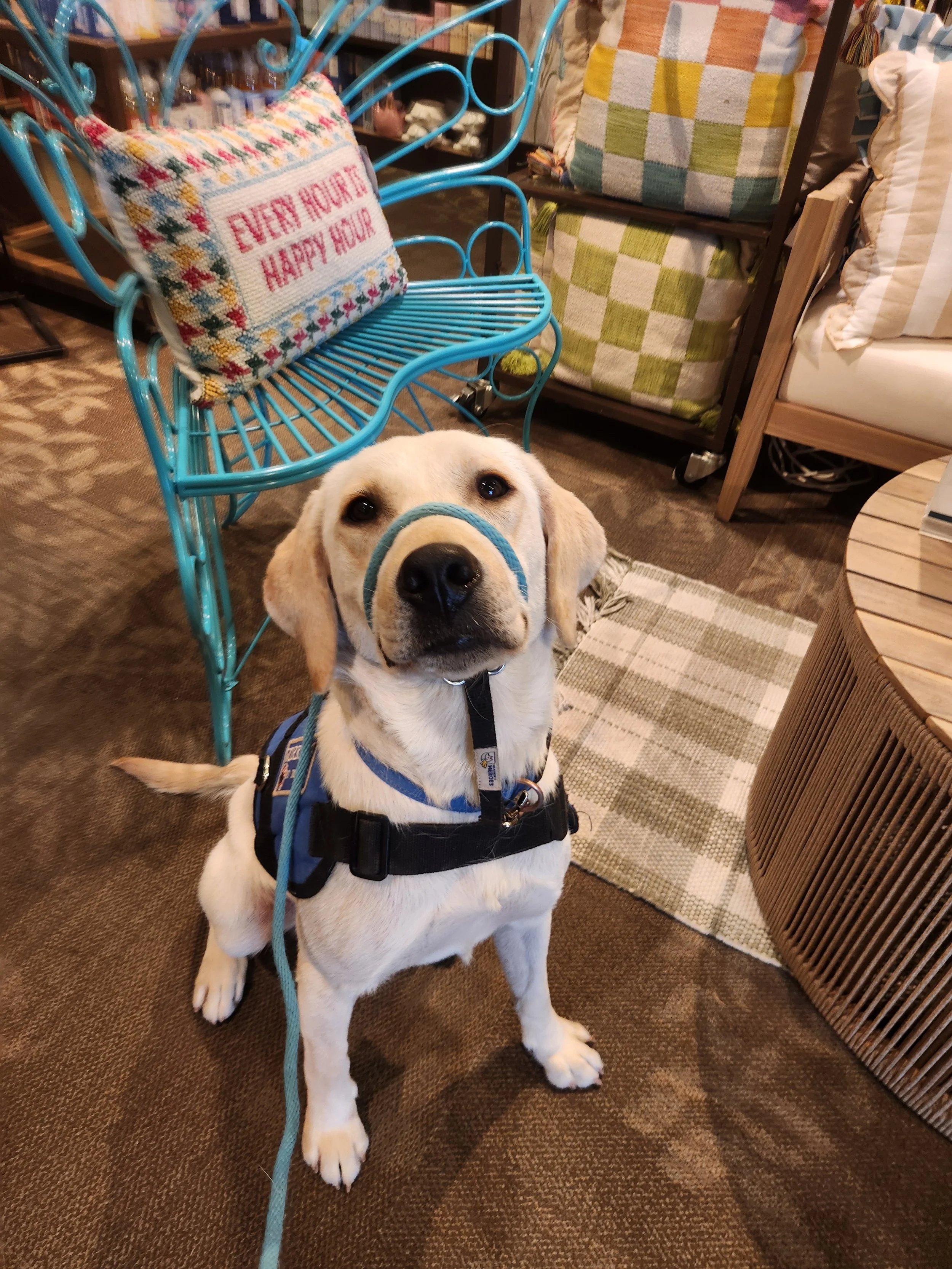 CJ - M Labrador