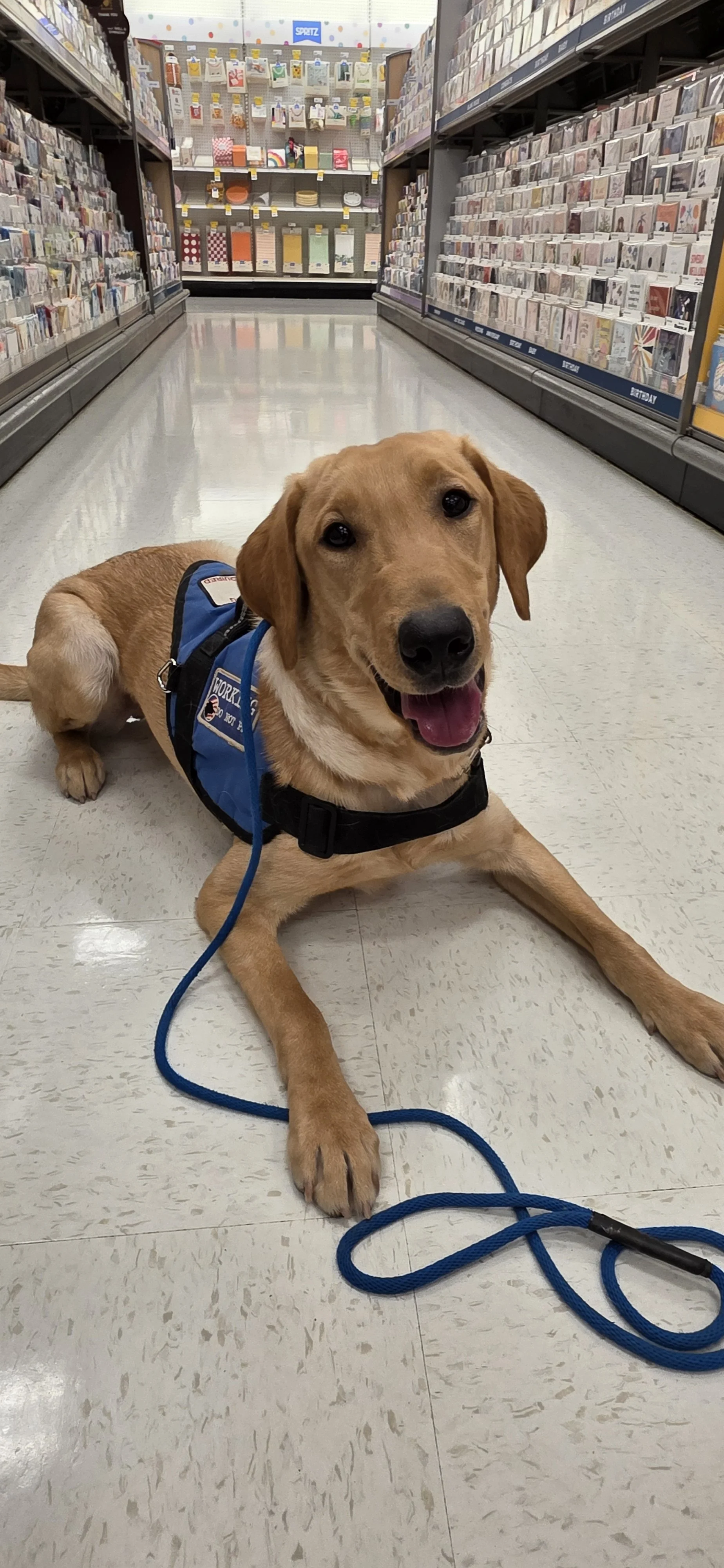 Buddy - Male Labrador