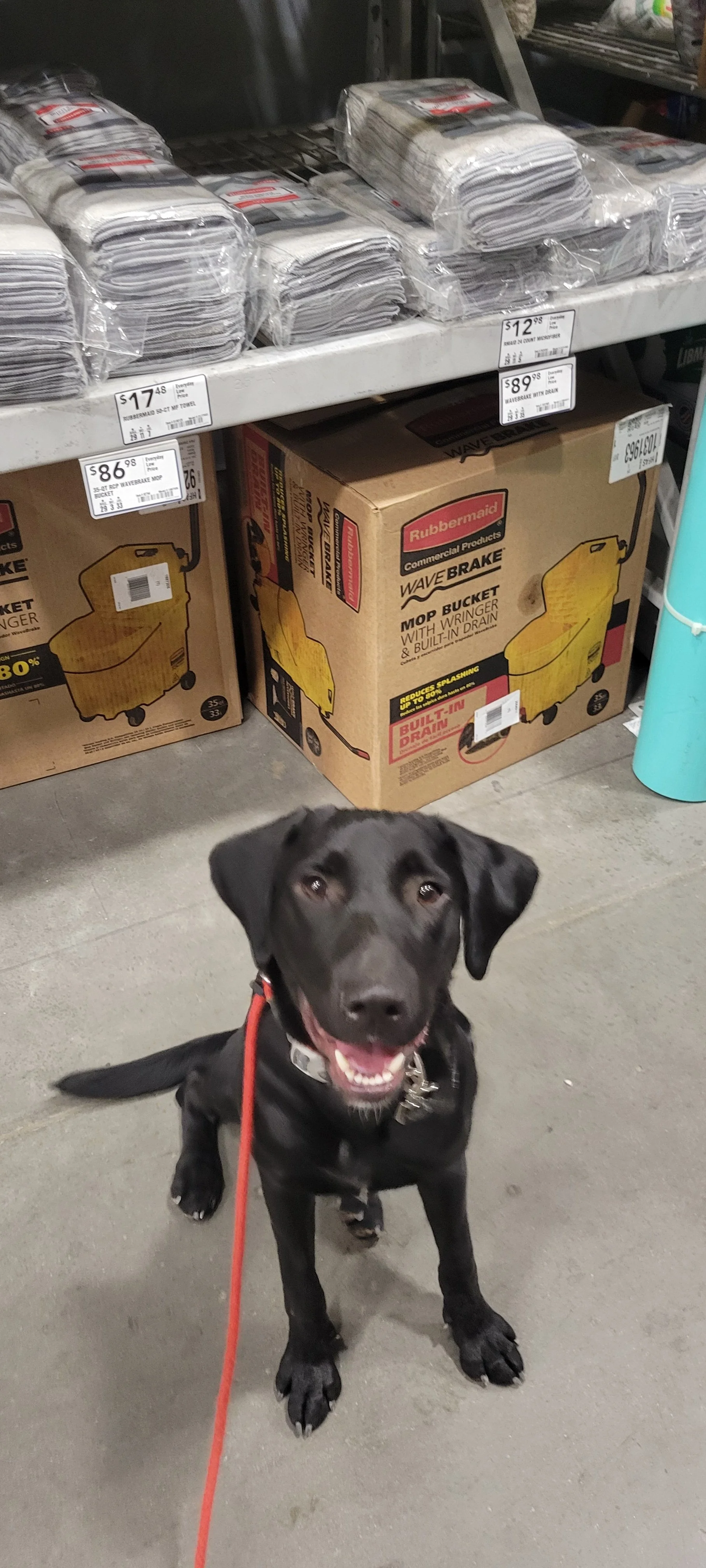 Austin - M Labrador
