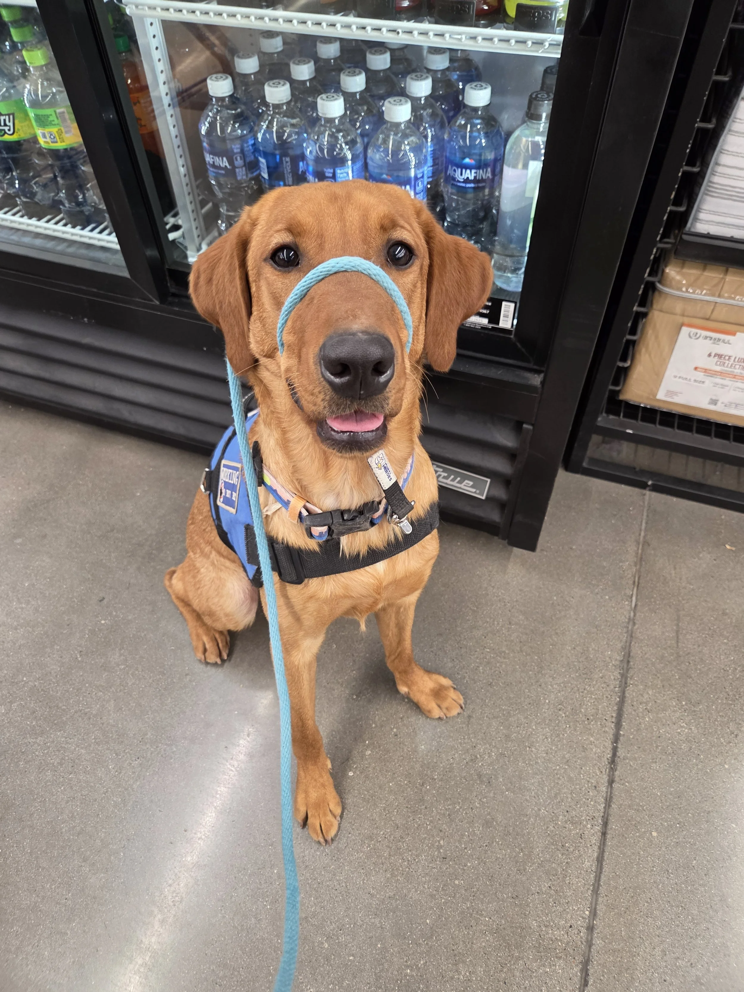 Ray - Male Labrador