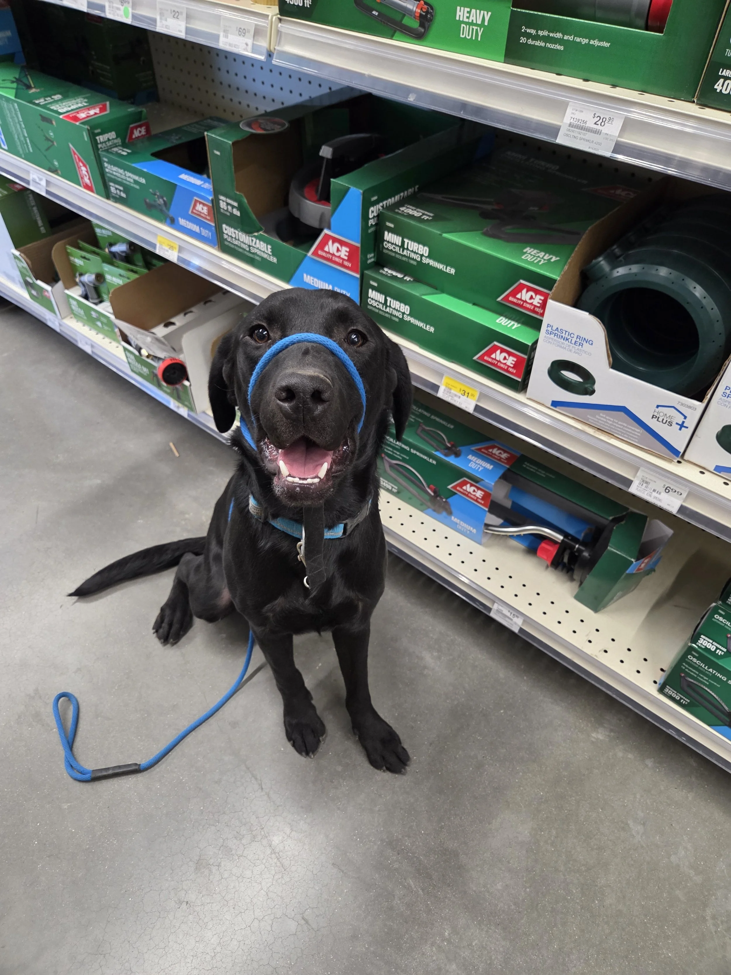 Ranger - Male Labrador
