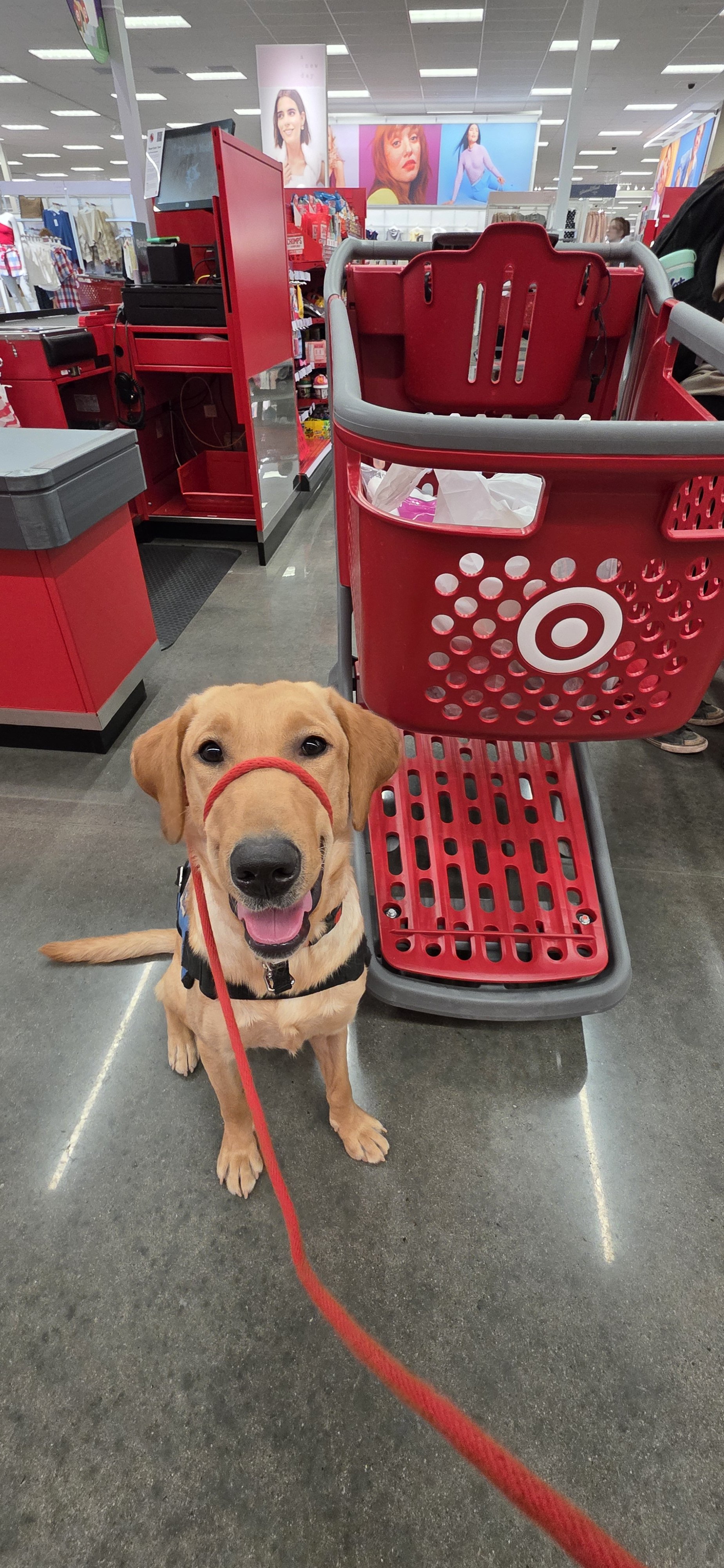 Buddy - Male Labrador