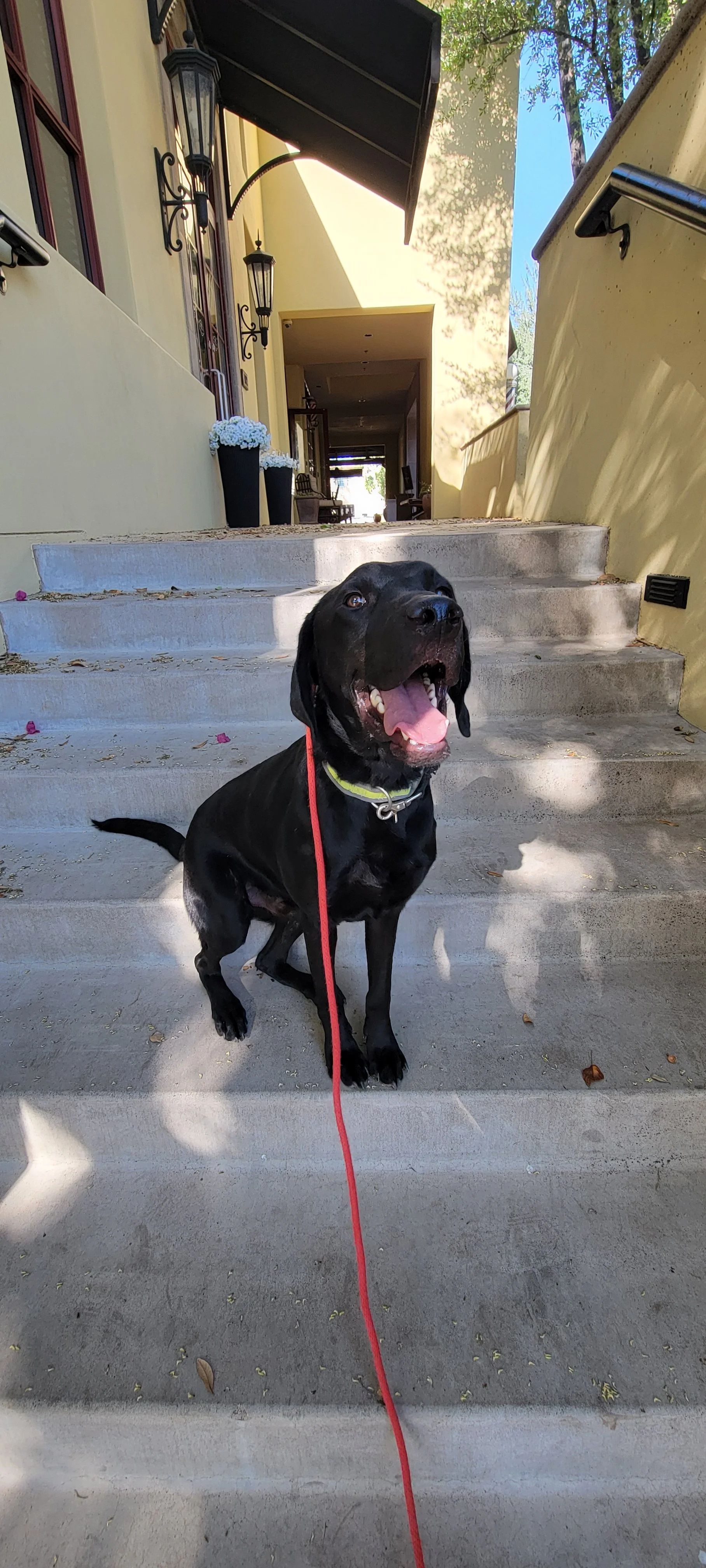 Radar - M Labrador