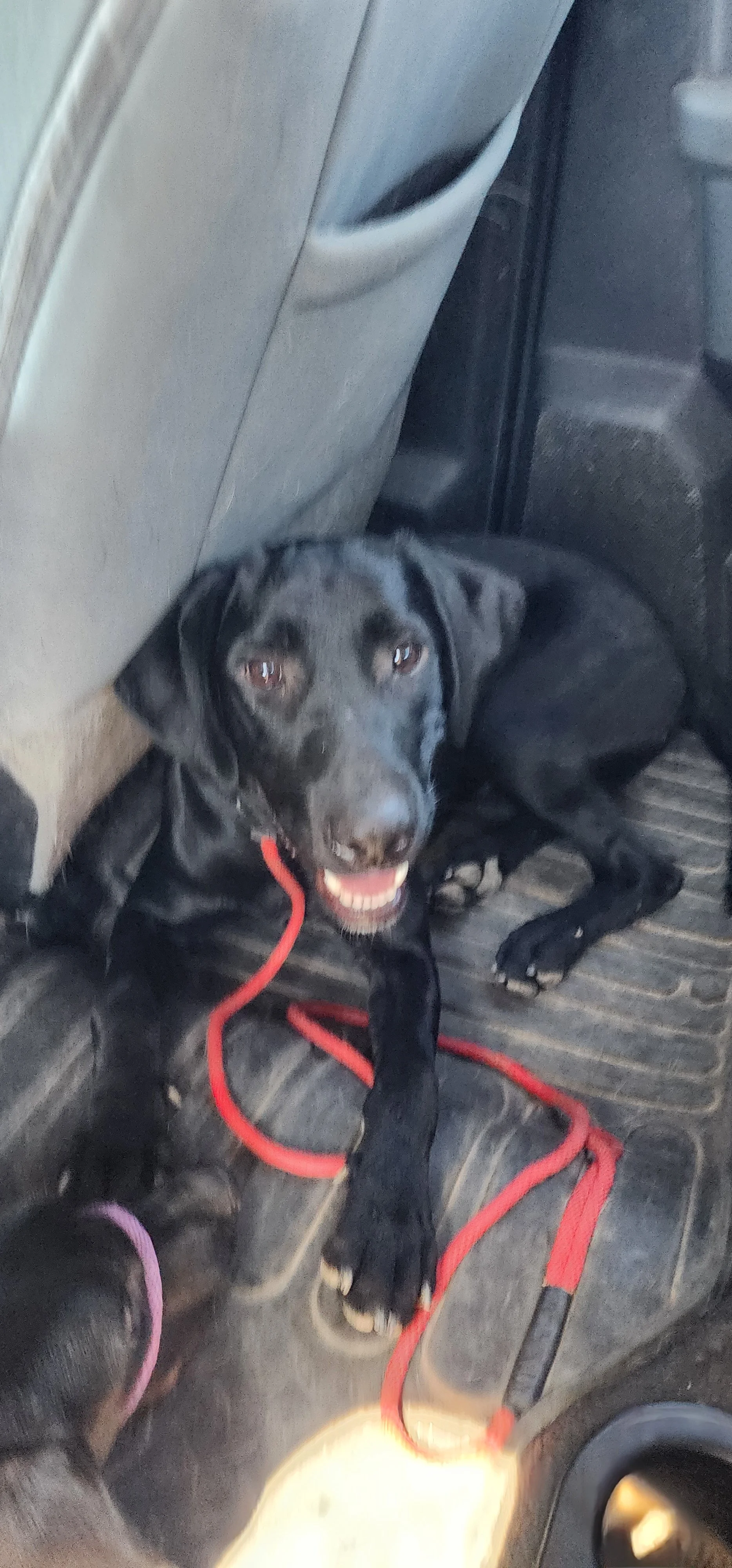 Austin - M Labrador