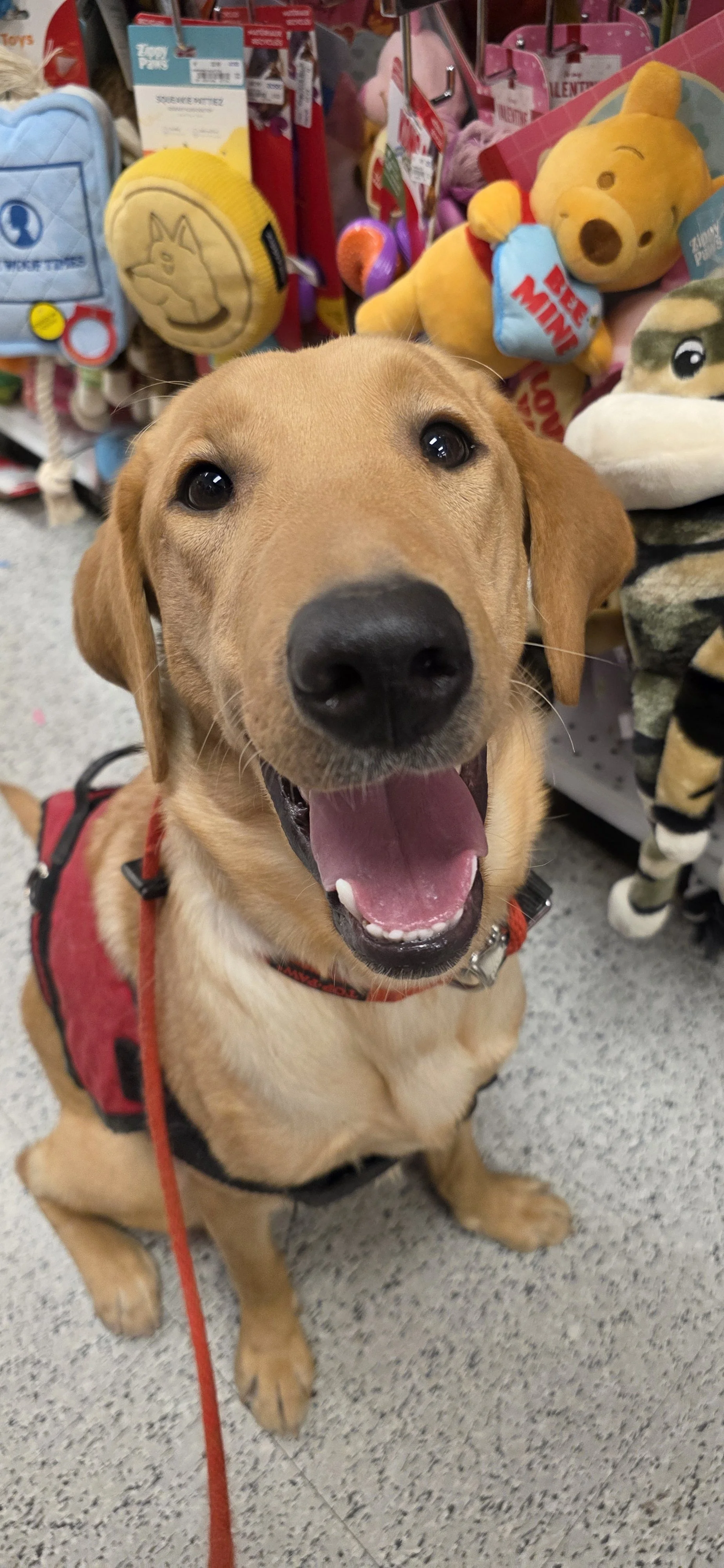 Buddy - Male Labrador