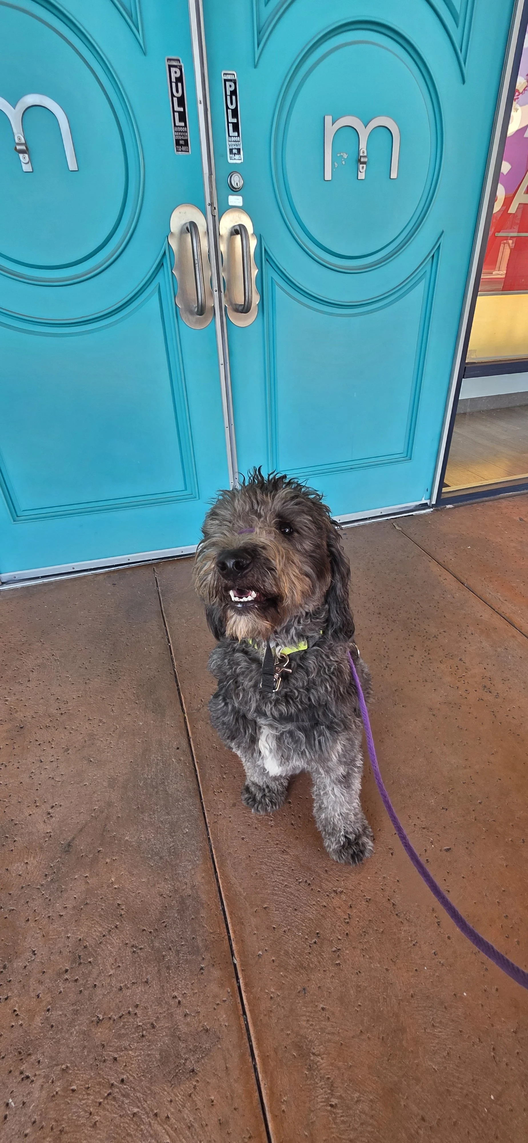 June F Goldendoodle 