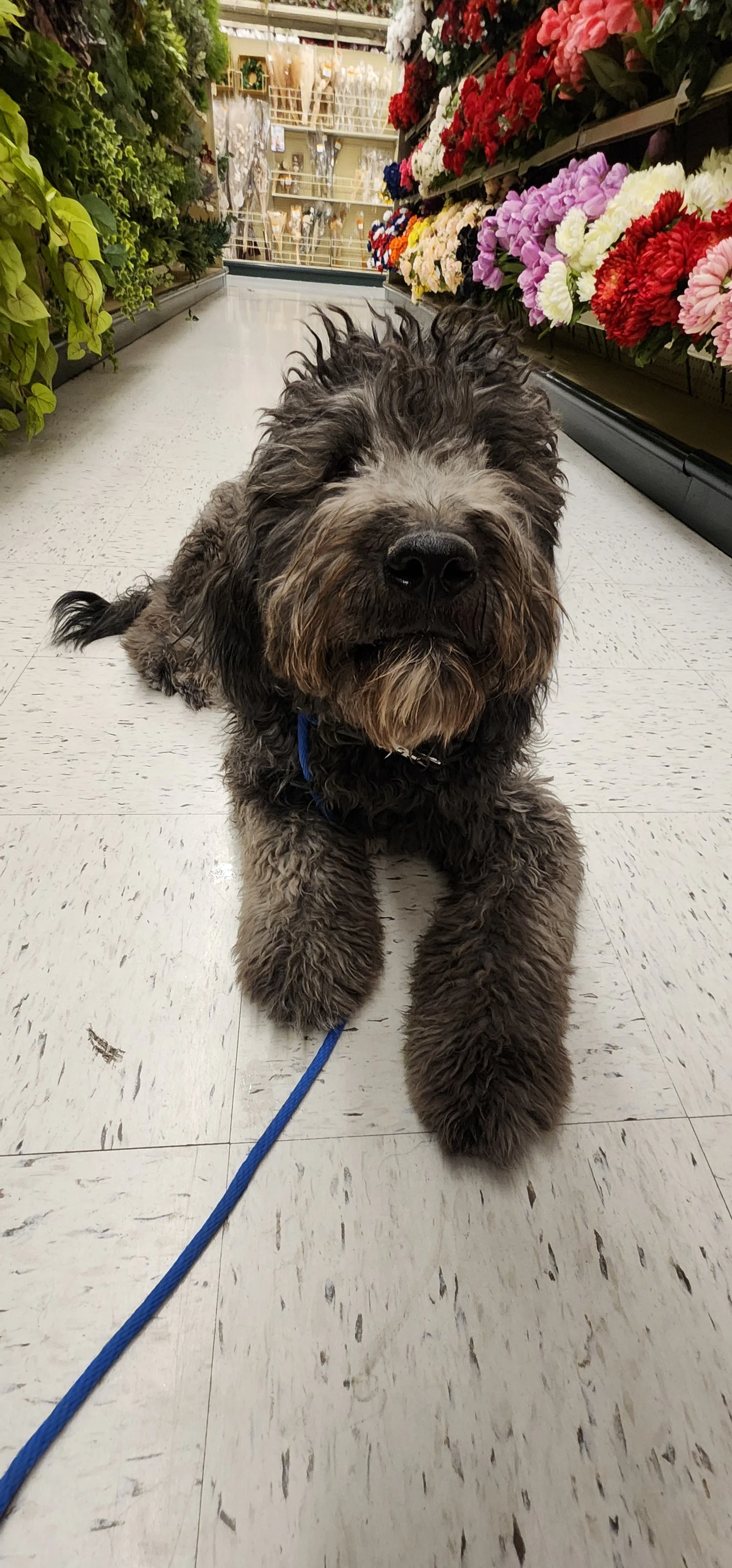 June F Goldendoodle 
