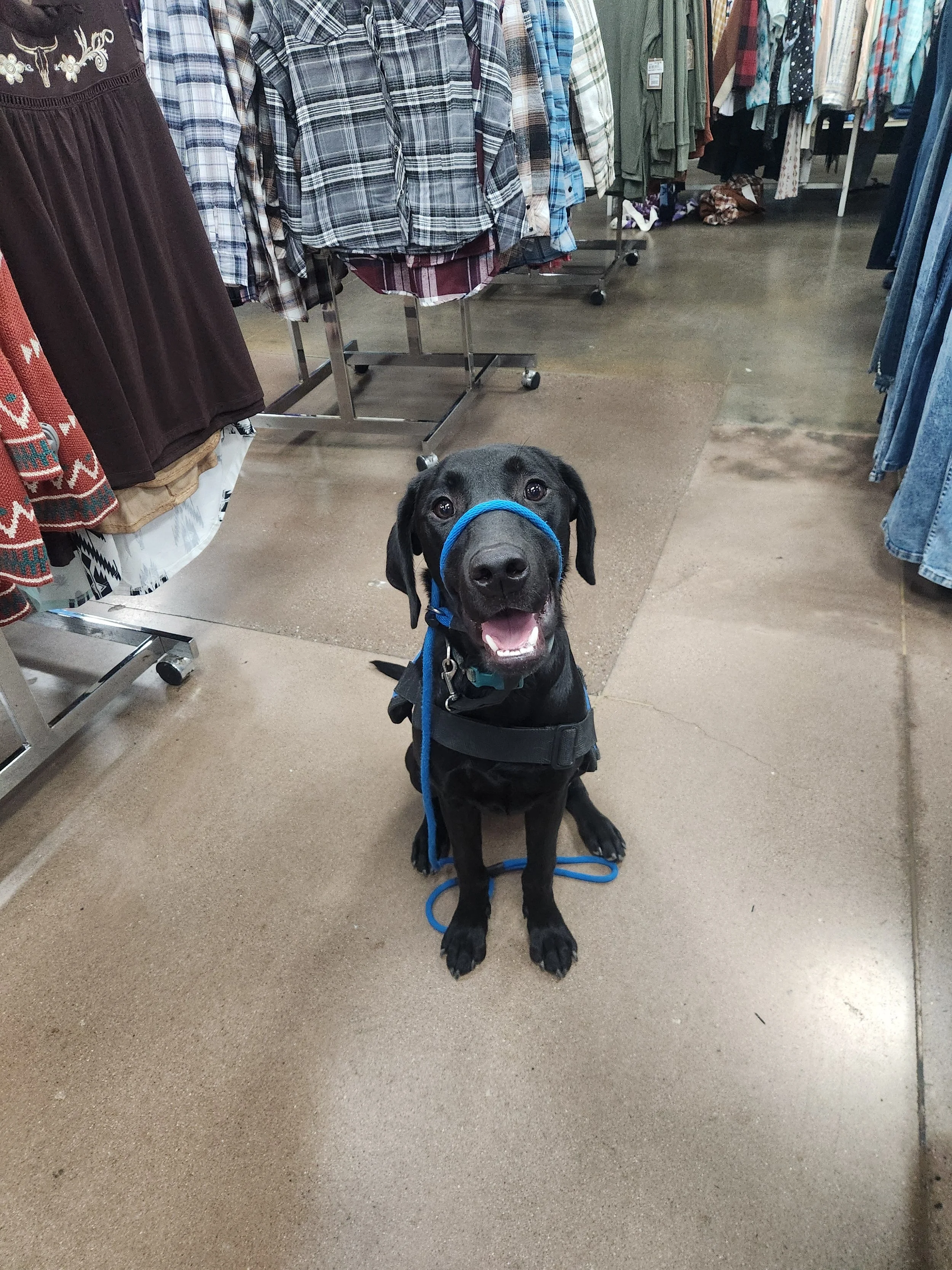 Ozzie - M Labrador