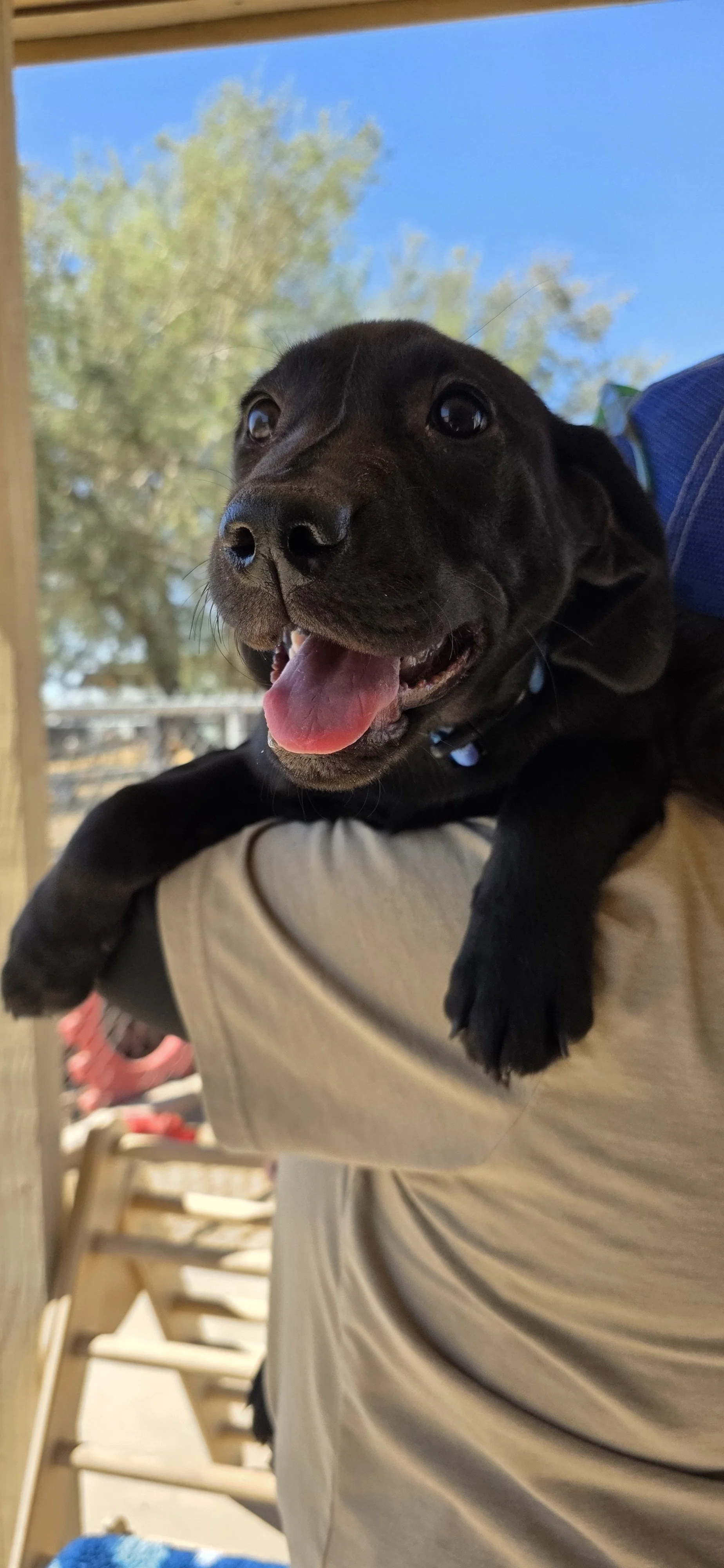 Suzie - Female Labrador