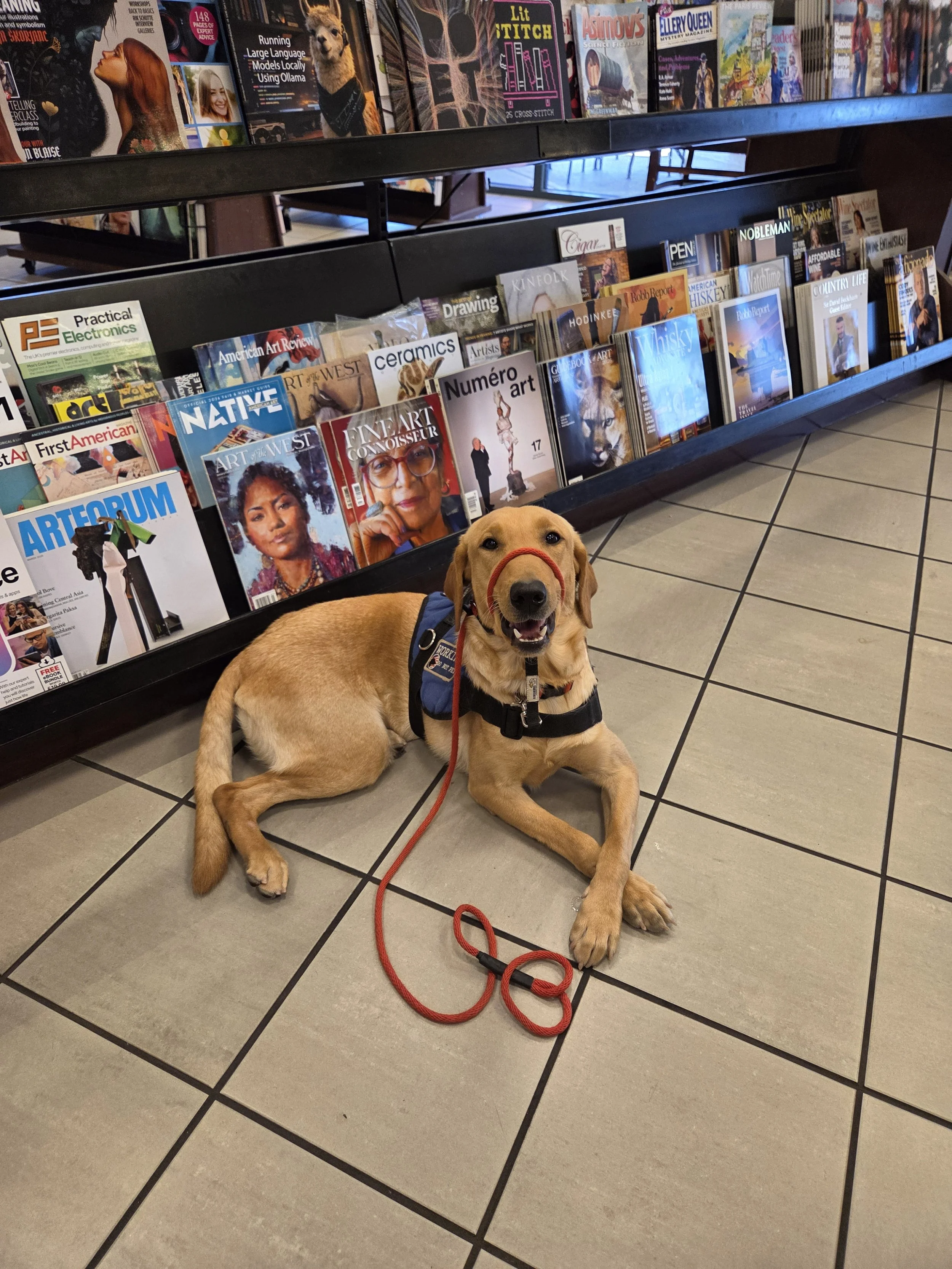 Buddy - Male Labrador