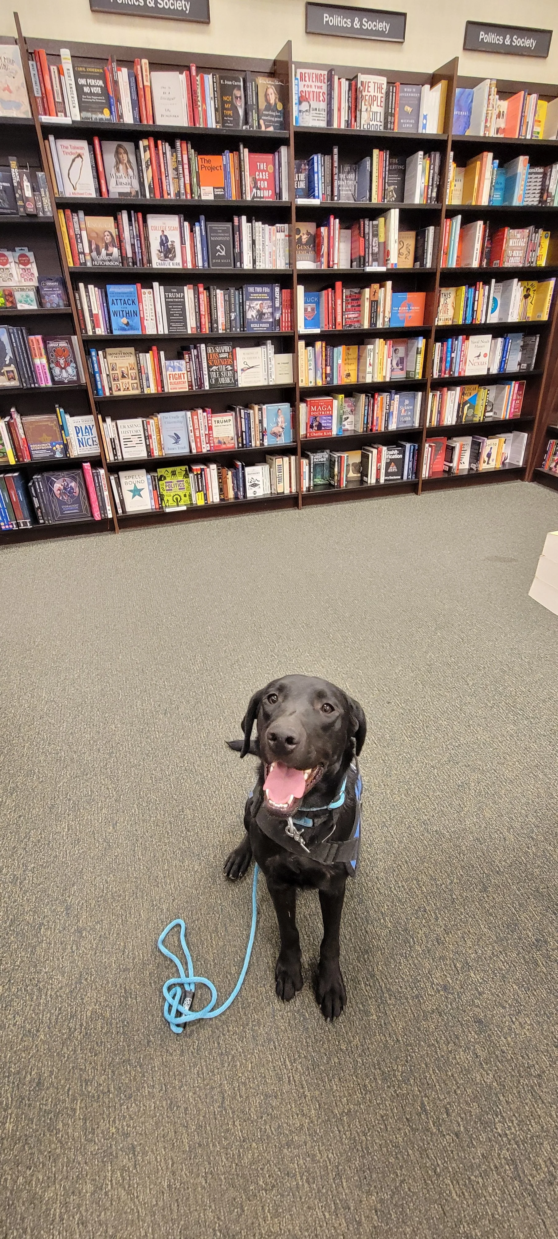 Ranger - Male Labrador