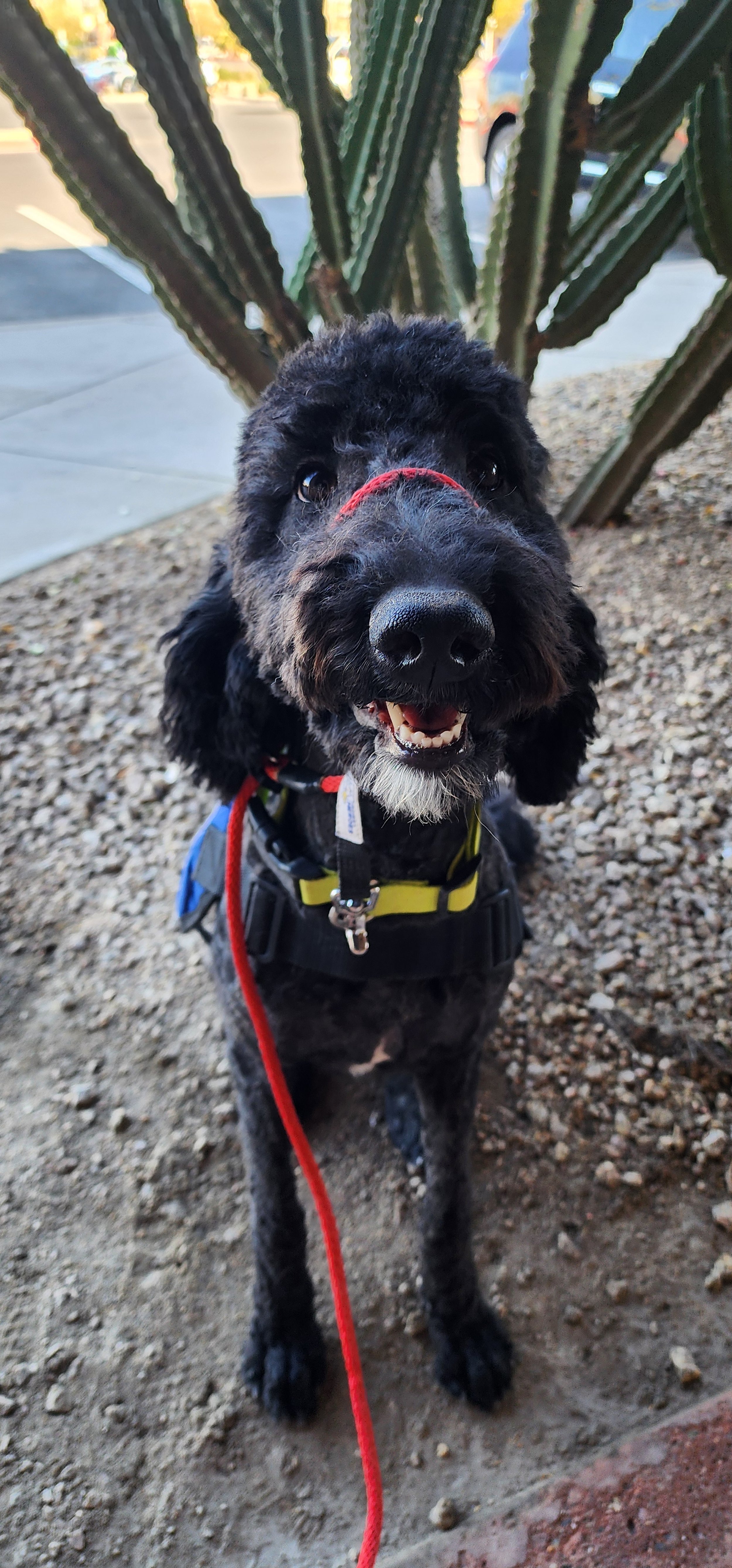 Poppy - F Goldendoodle