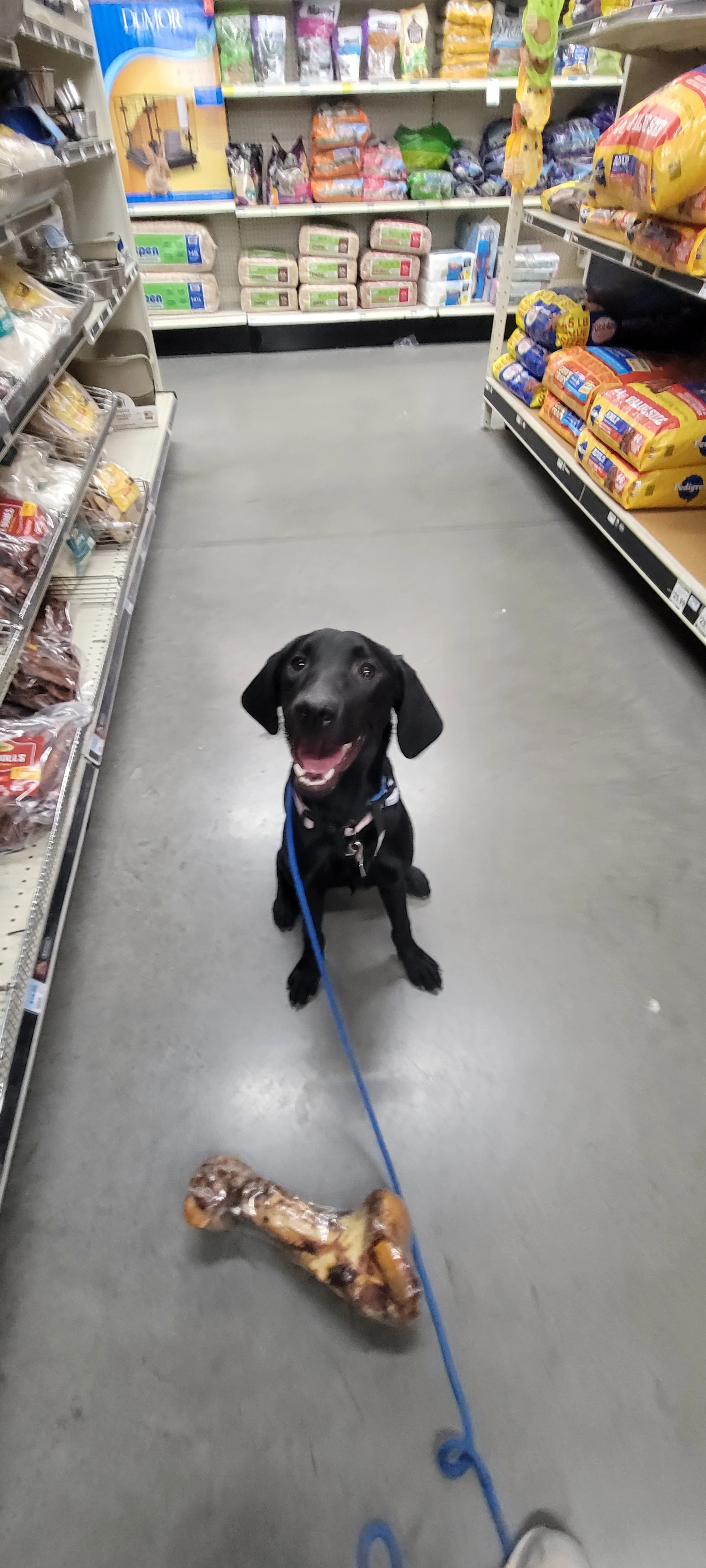Brook - F Labrador