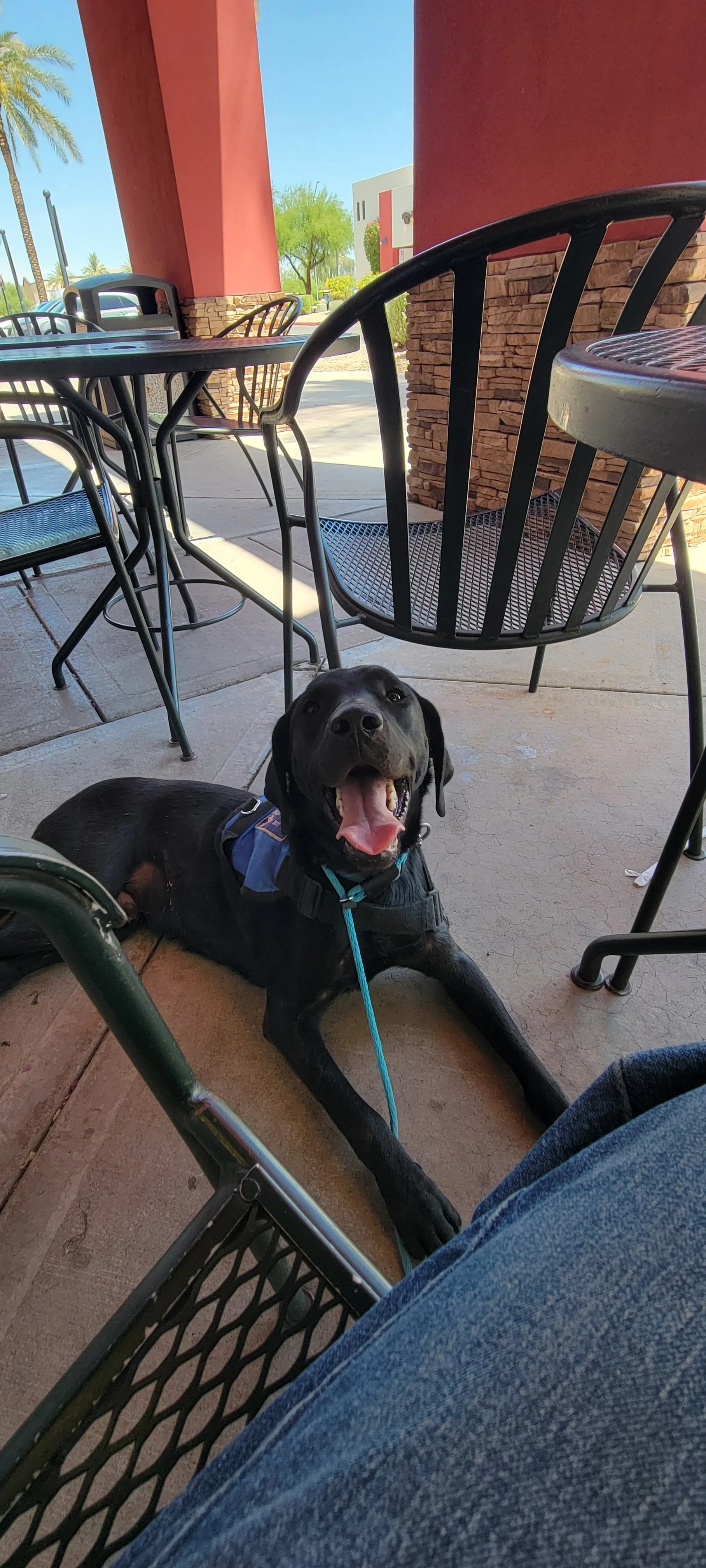 Ranger - Male Labrador