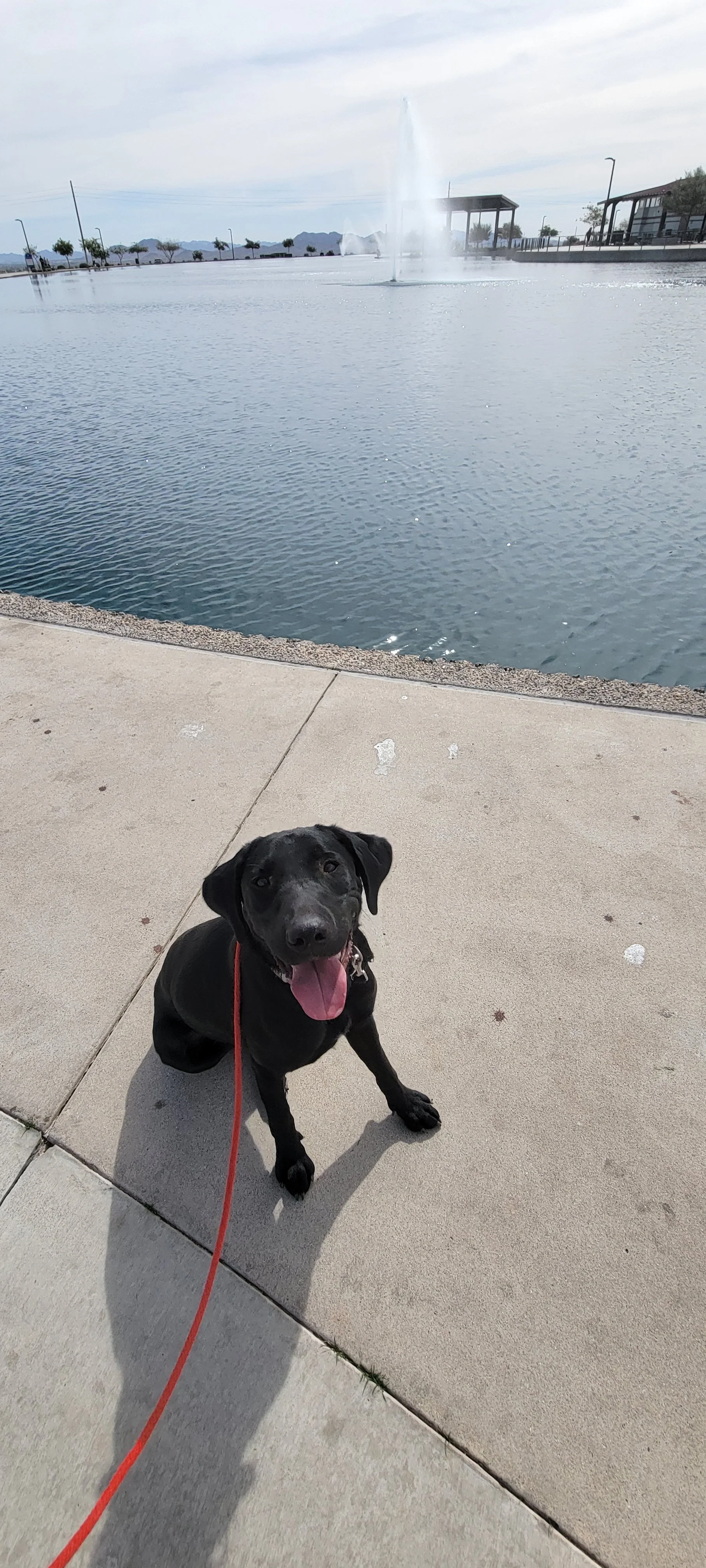 Austin - M Labrador
