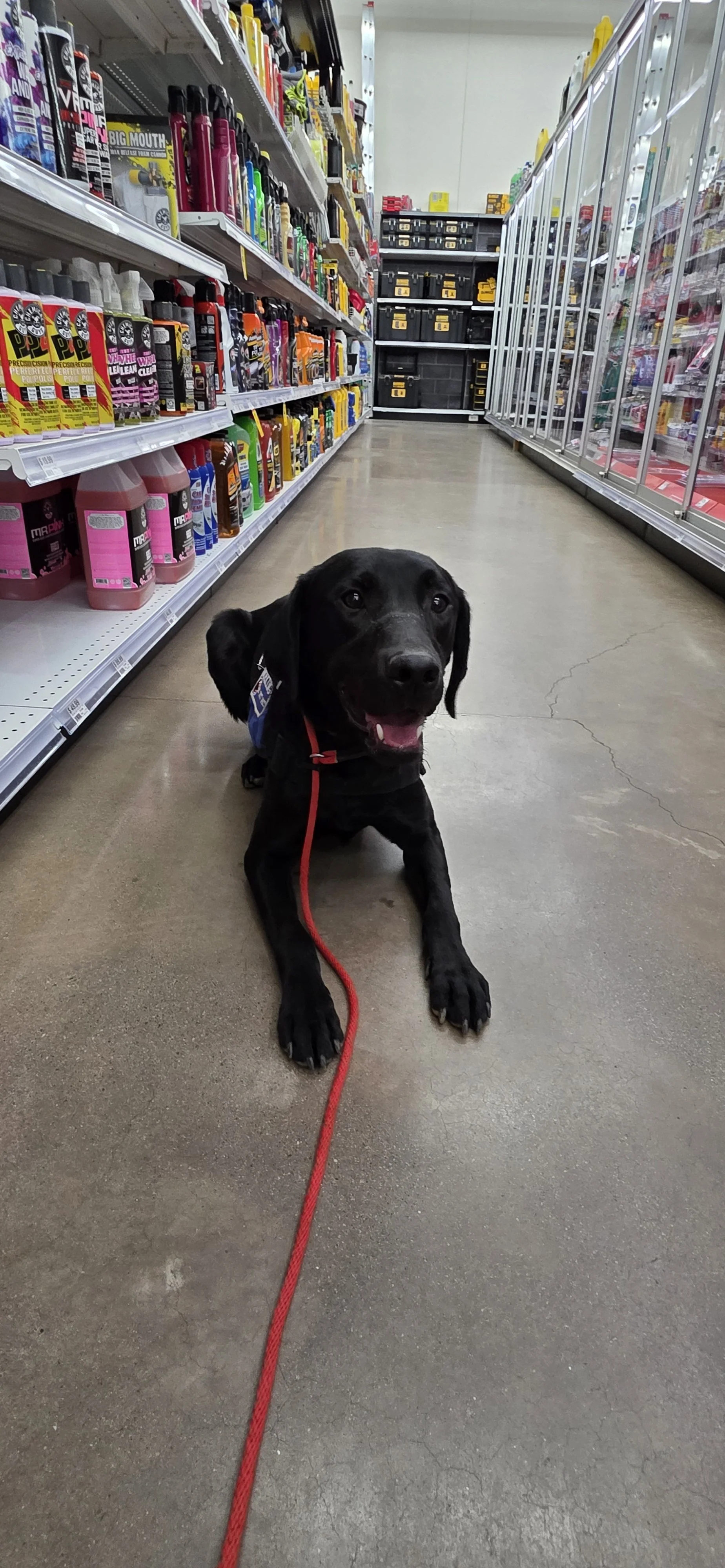 Ozzie - M Labrador