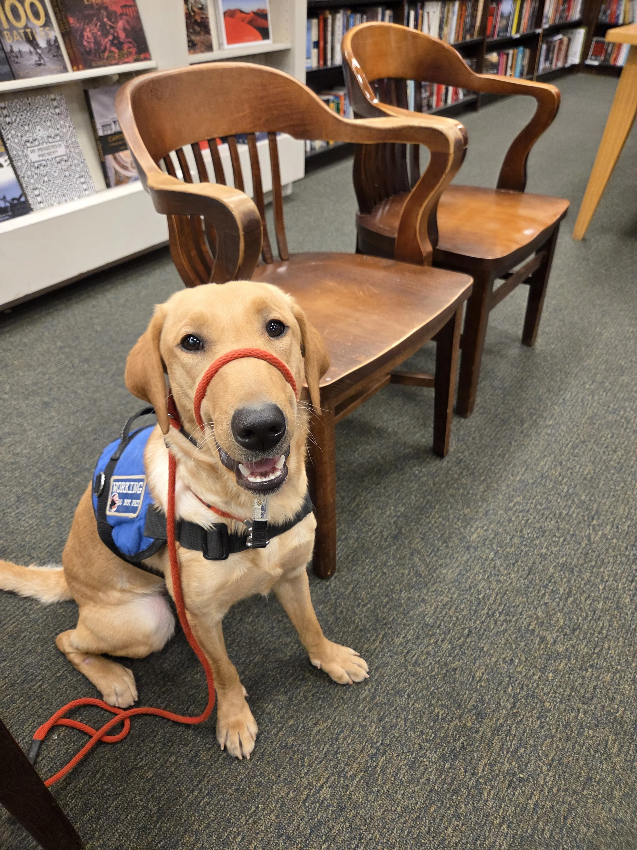 Buddy - Male Labrador
