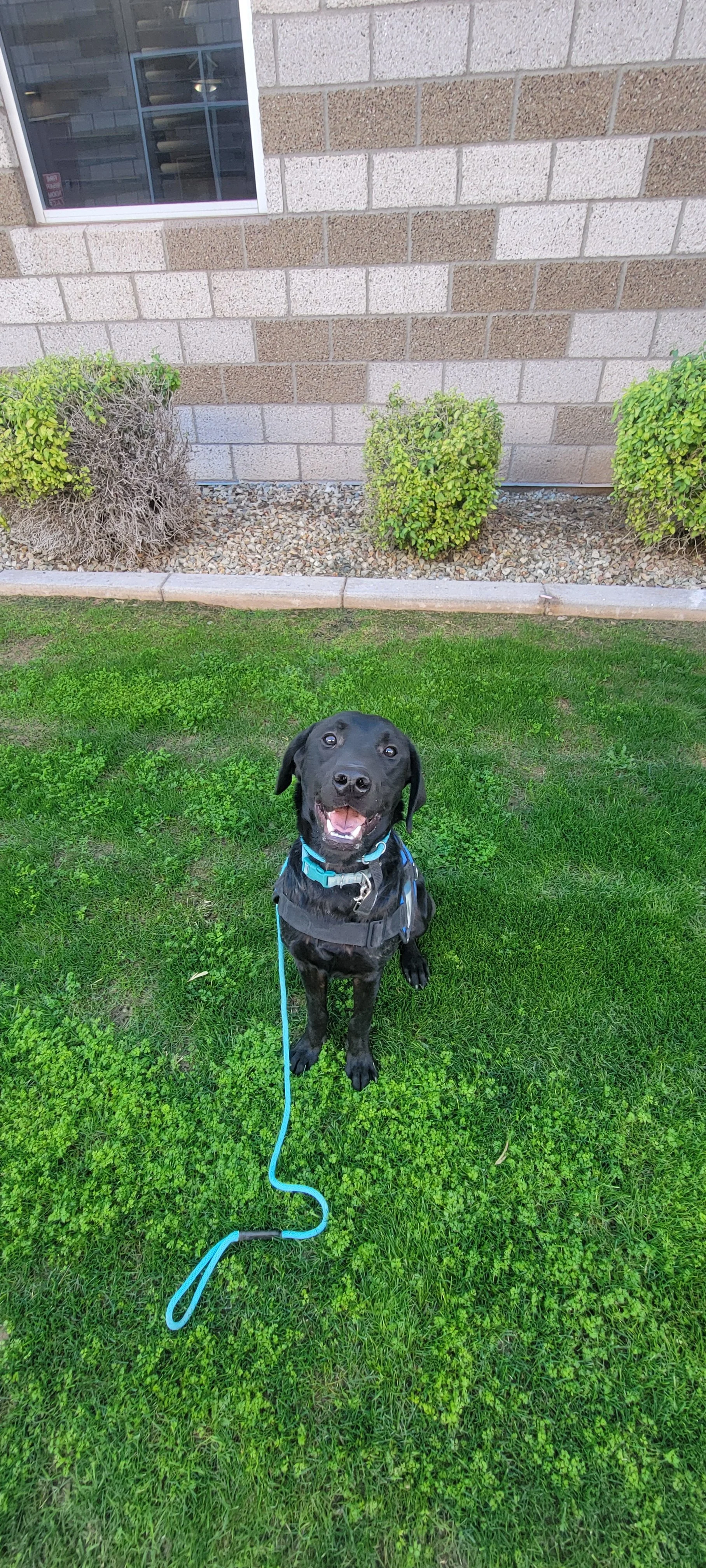 Ozzie - M Labrador
