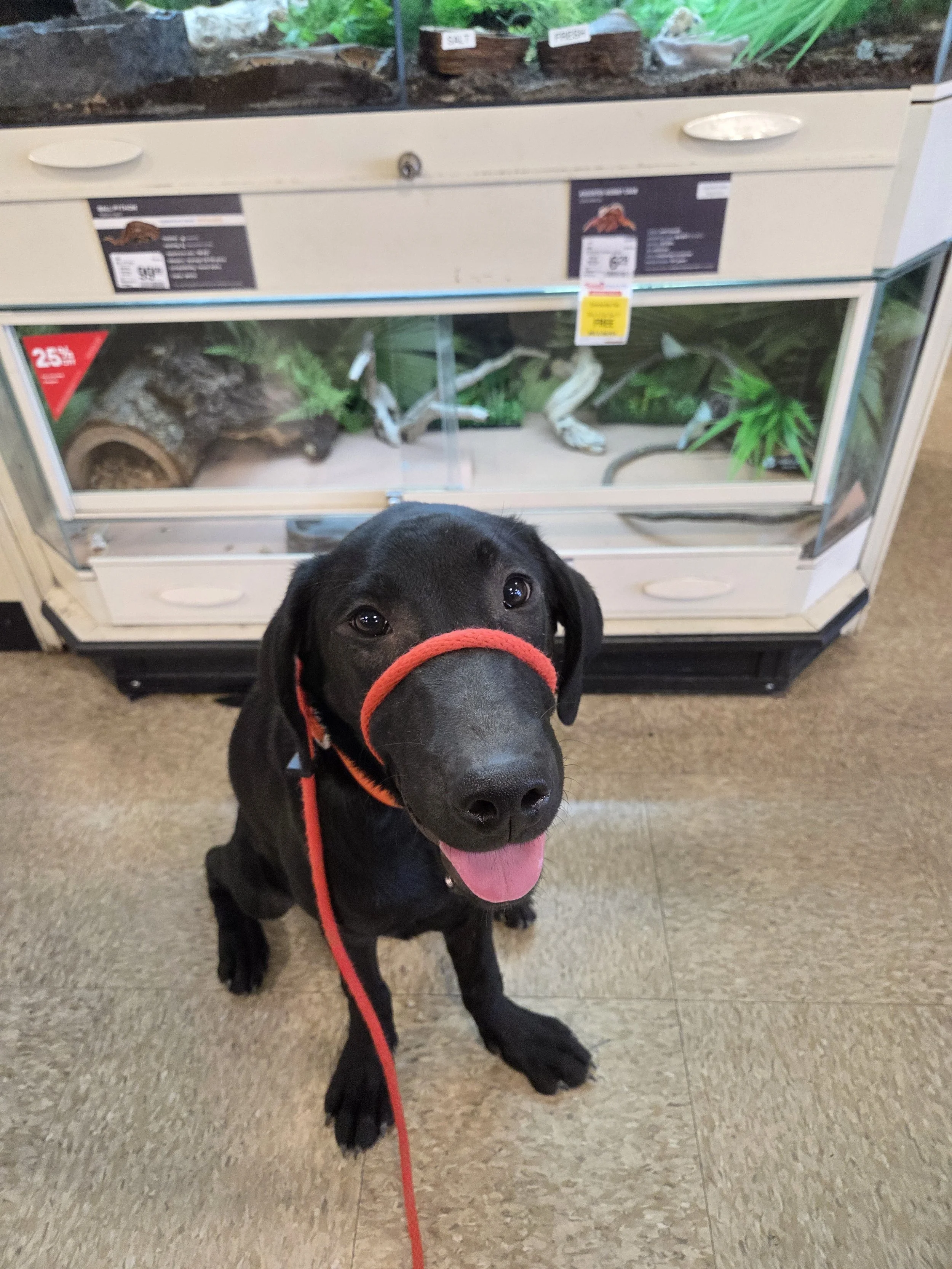 Oakley M Labrador