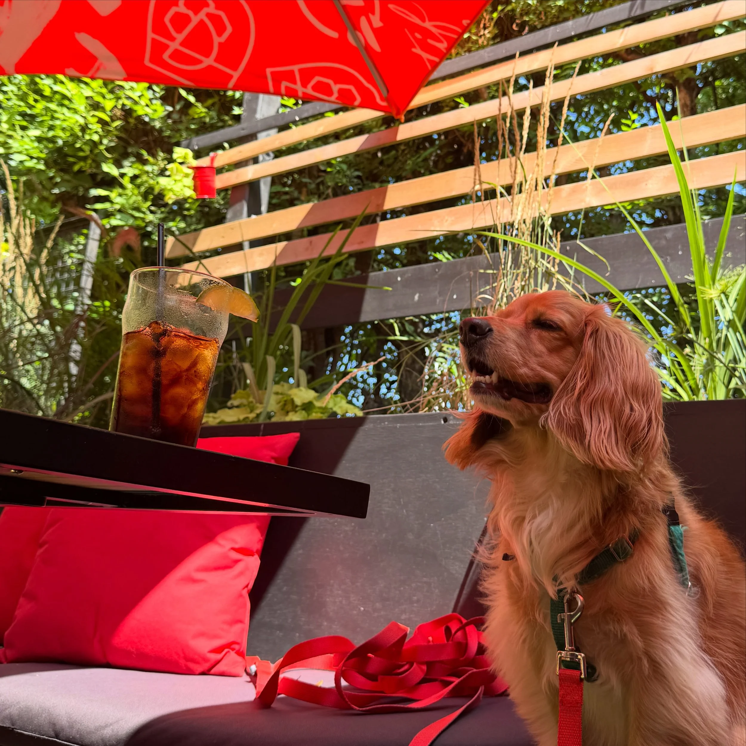 Mocha&rsquo;s POV: when they bring you water but you clearly ordered a Coke. 🐶🥤

Mocha joined us for patio class today and gave the experience an A+!

The dog-friendly patio is still open while summer sticks around ☀️📚

Bring your best study buddy