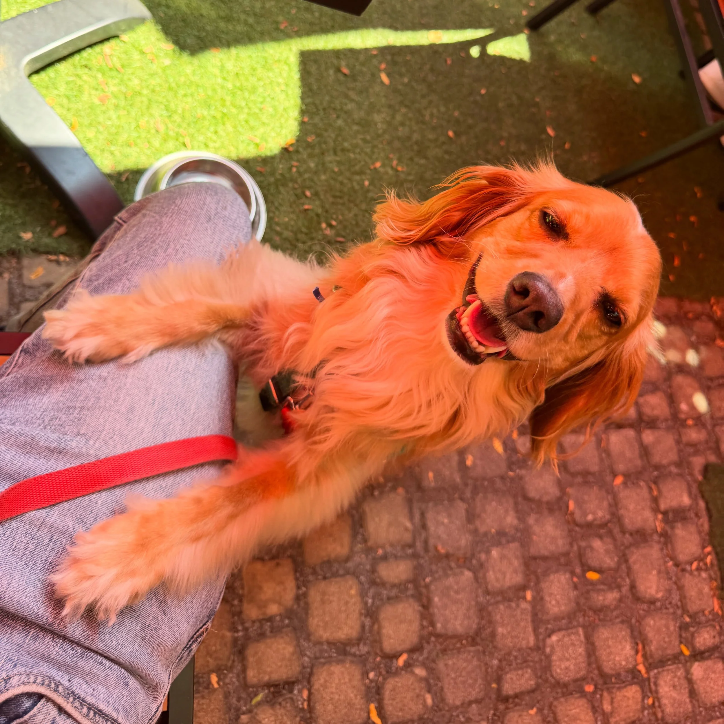 Class is still outside. ☀️🐶

Our patio is still open weather permitting and yes your furry classmates are absolutely invited. Especially since their drinks are always on us. 😚

So while patio season is still hanging on, bring your best study buddy,