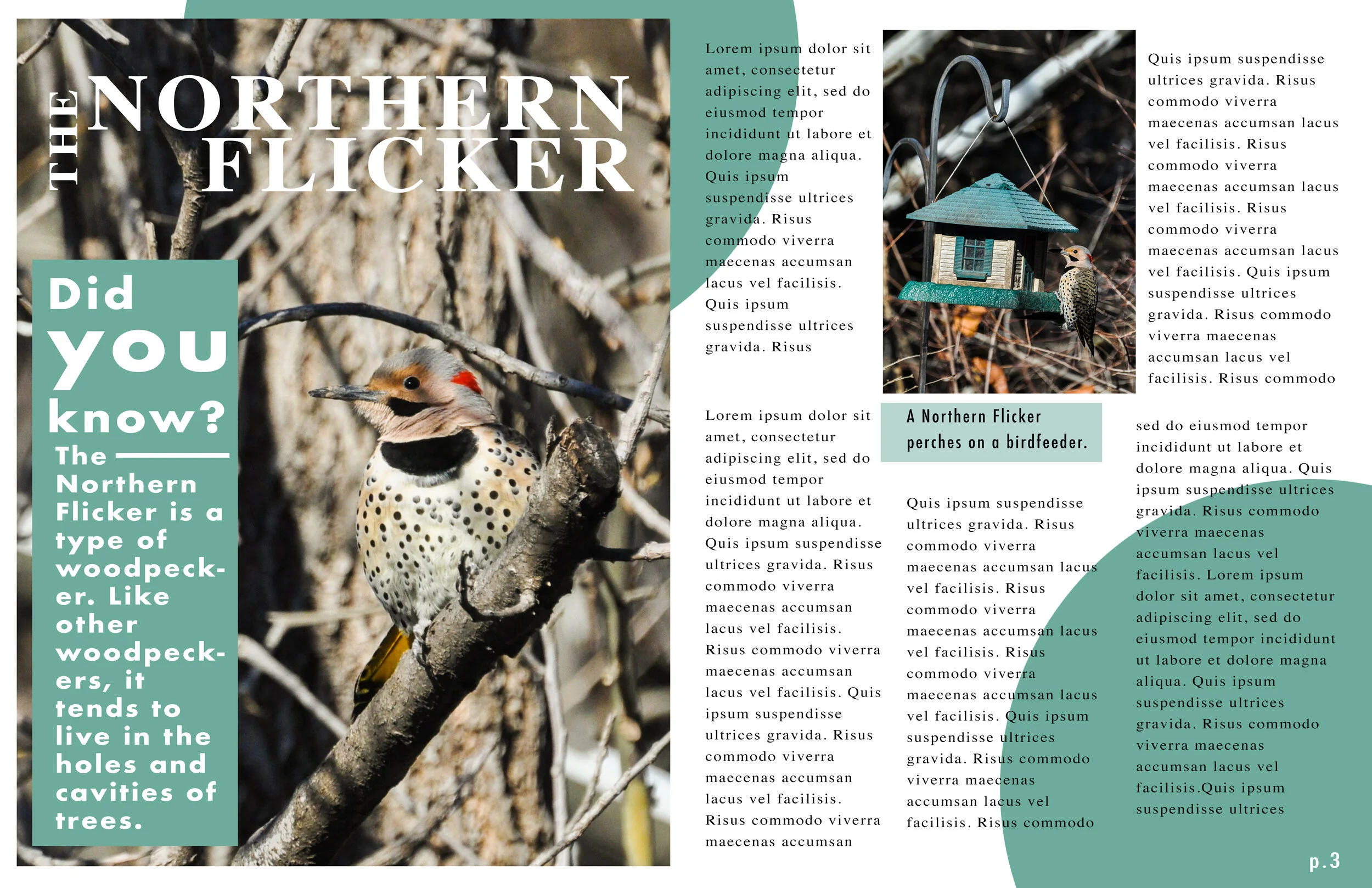 Midwest Birding Norhter Flicker Page.jpg