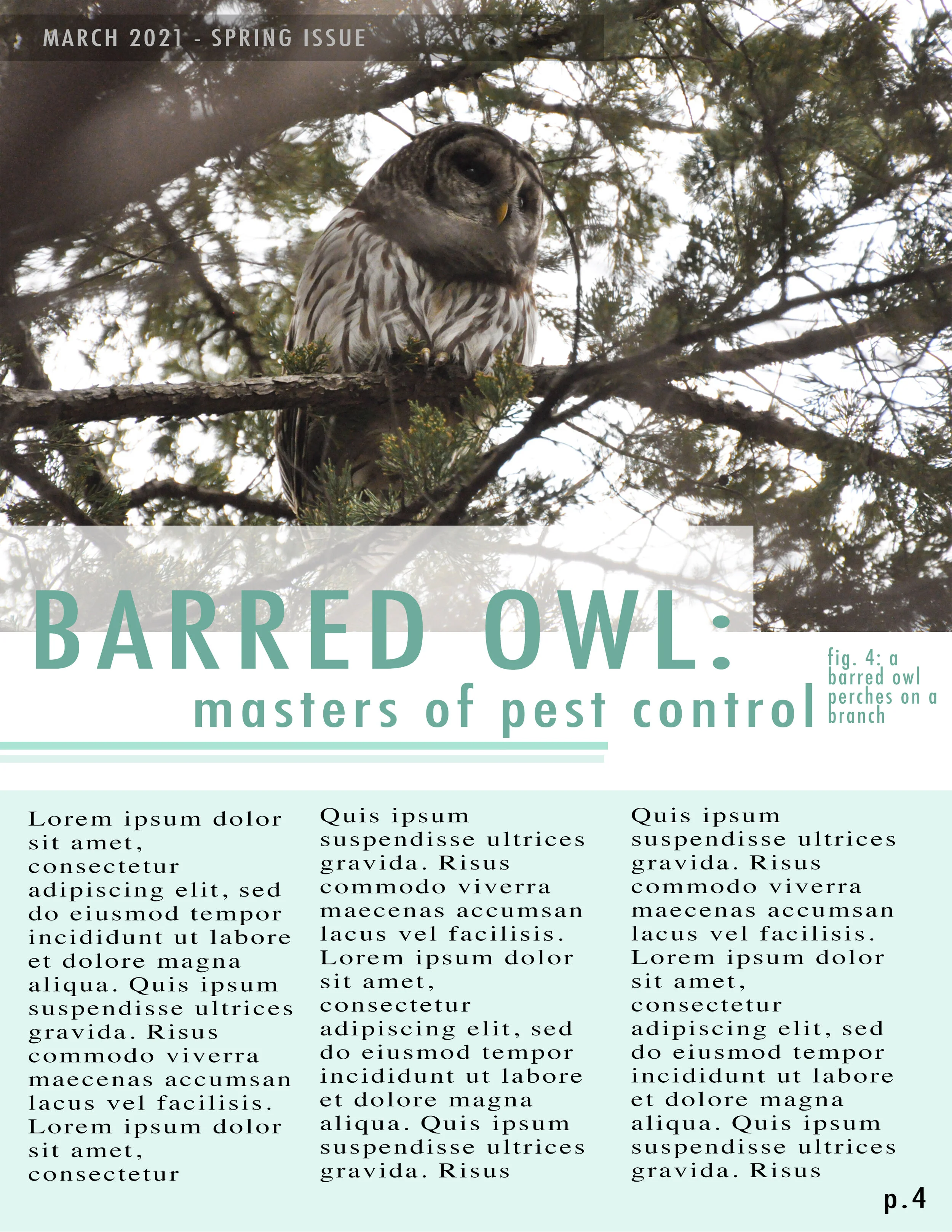 Barred Owl Page copy.jpg