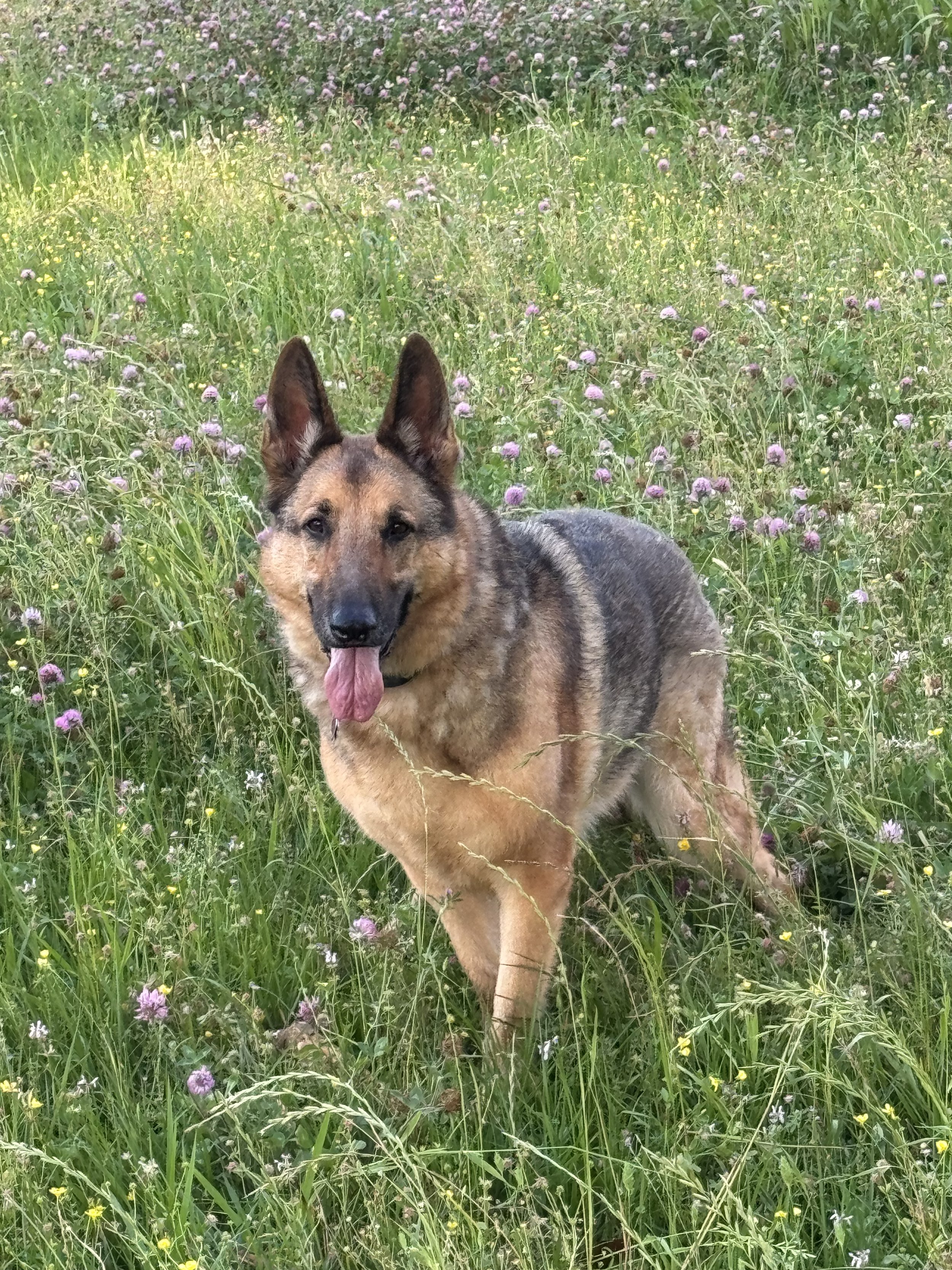 Yanni’s long last walk