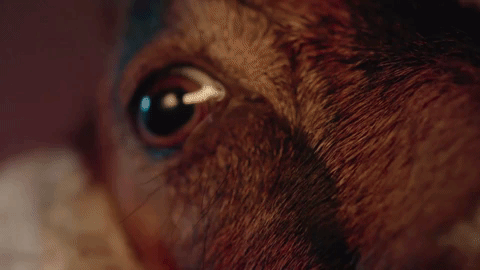 Animated GIF-downsized_large (1).gif