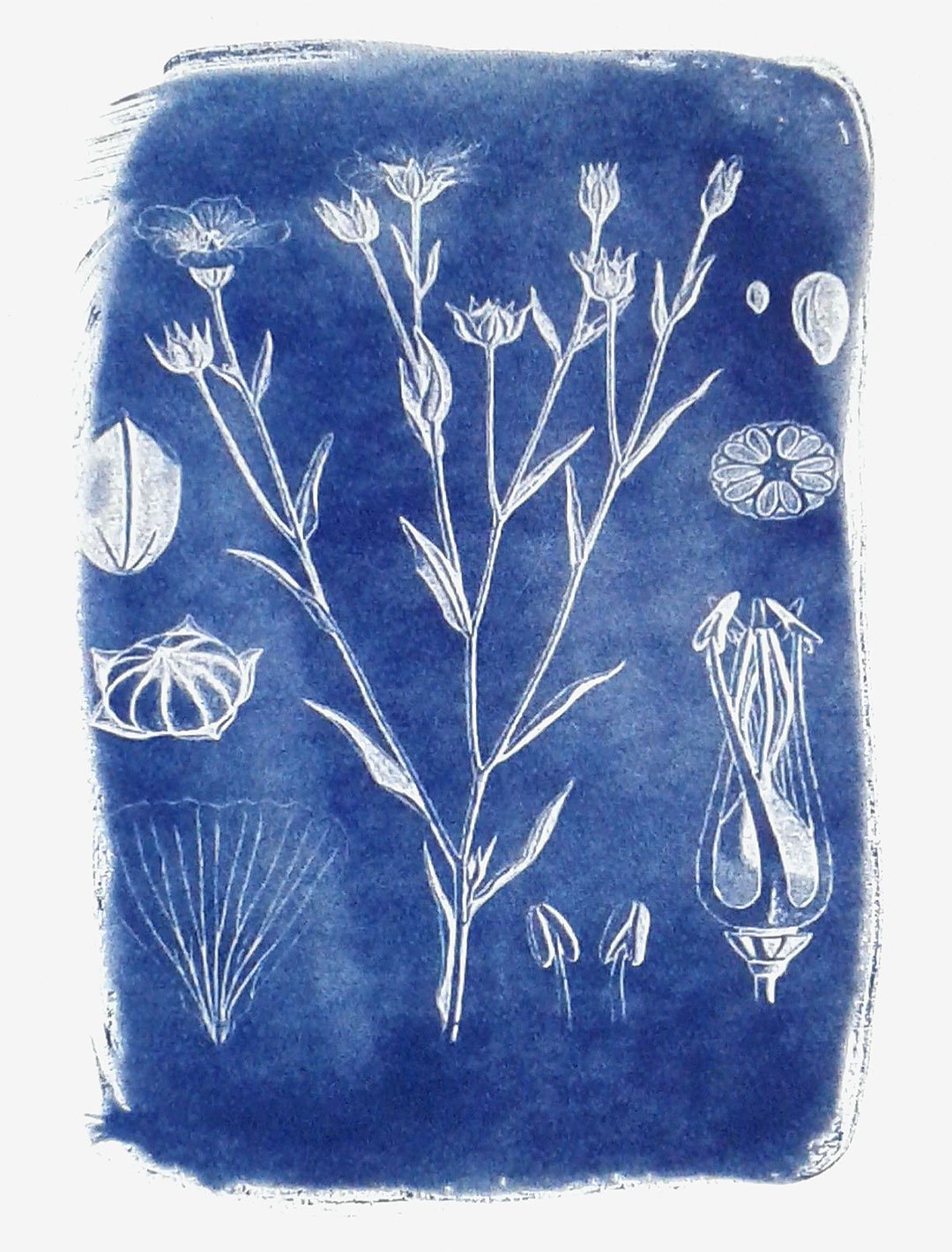 McCormick-Josephine-Cyanotype-botanical-00.jpg