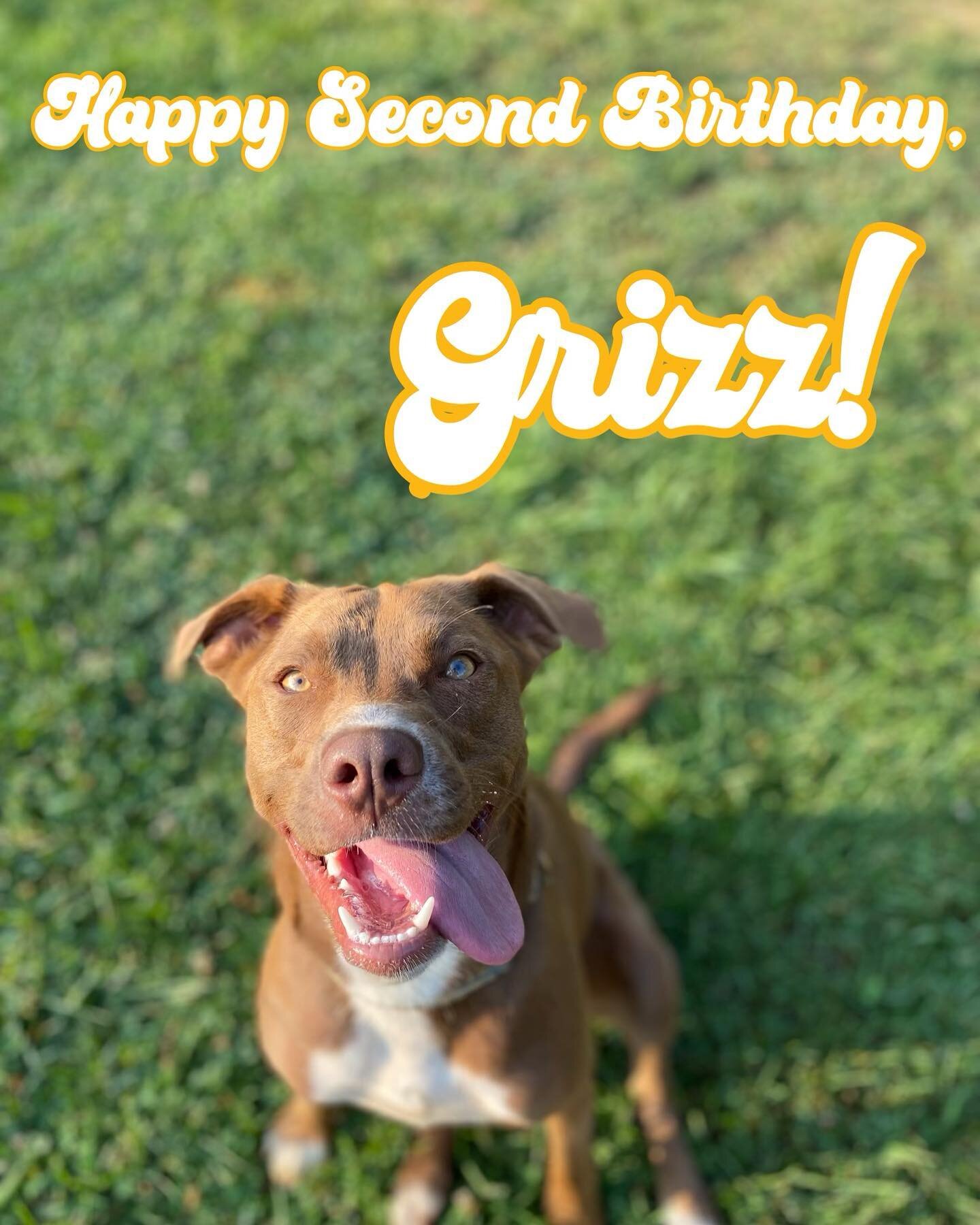 Happy birthday to these brothers! We&rsquo;ve been lucky to have Grizz&rsquo;s brother Tank with us this summer! ☀️