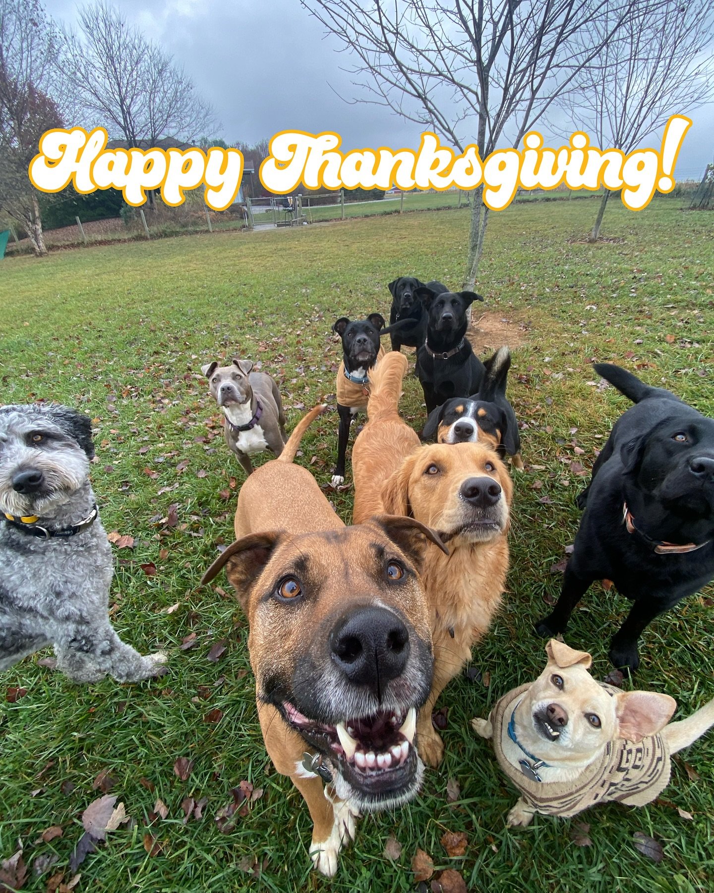 We&rsquo;re so thankful for all our clients and followers! Hope you and your dogs have a wonderful Thanksgiving! Remember not to give your dogs any cooked bones to chew on and double check on the safety of any other parts of your meal you may want to