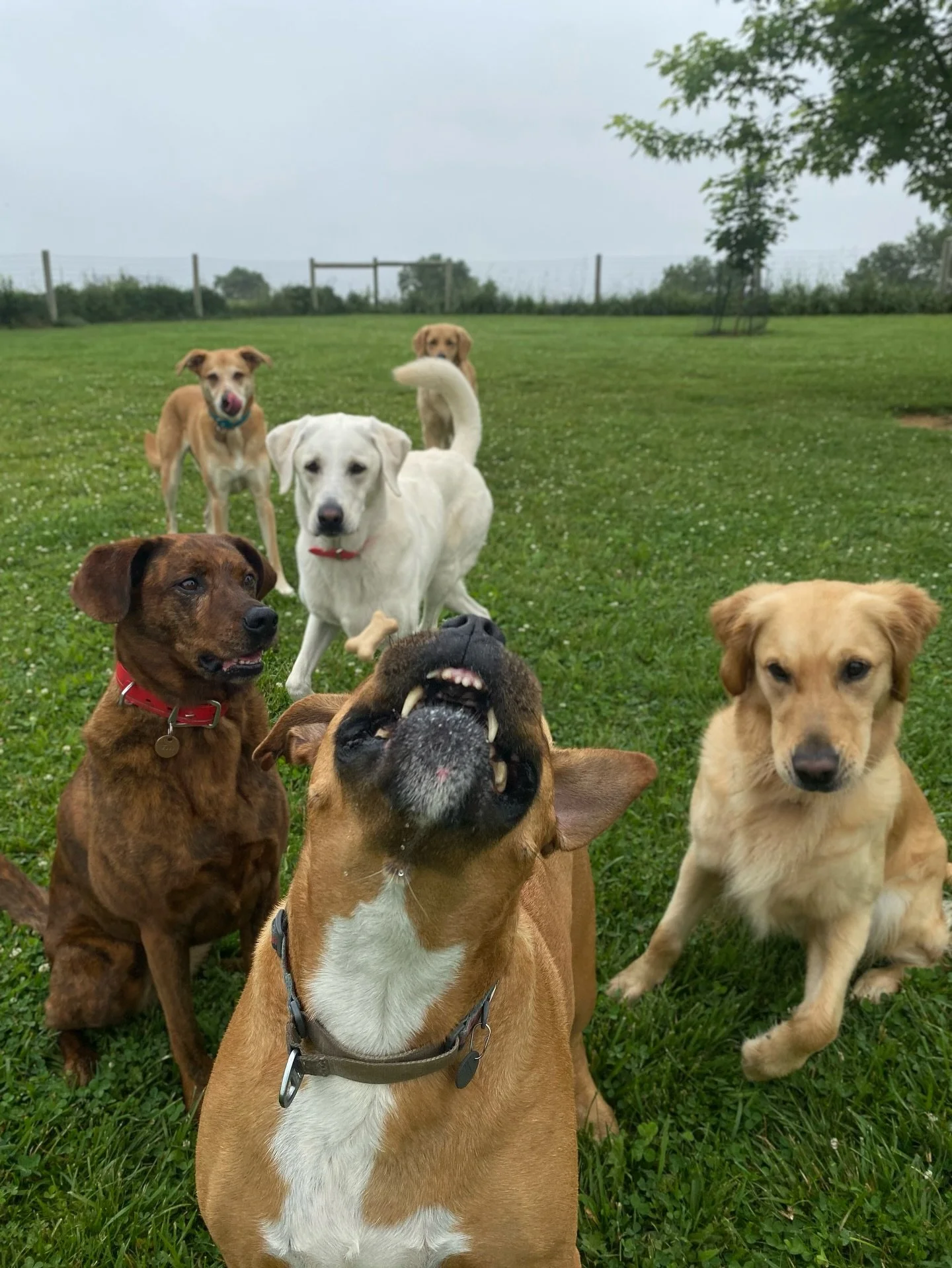 Roxie said she wanted to try to get a treat toss photo like Sig and well&hellip; she tried! 

Reminder that we&rsquo;re closed today and tomorrow to spend the holiday with family and will be back to normal hours on Monday. Have a good holiday!