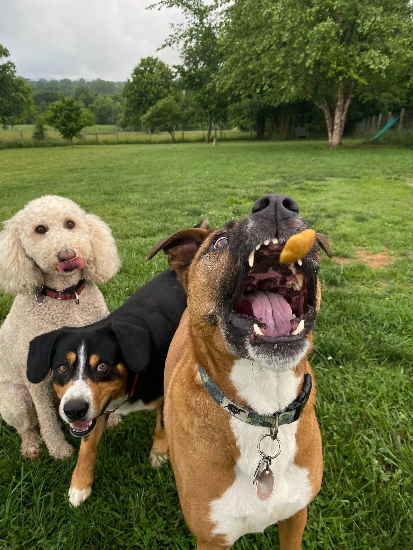 Alex has been practicing to get the perfect treat throwing shot, and today he and Sig finally made it happen!