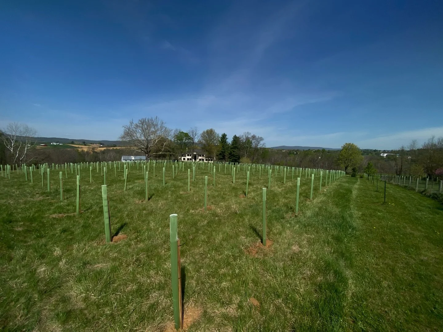 In a slightly different post than normal, we planted trees! Yesterday the Maryland Forest Service came and planted 900 native trees and shrubs behind one of our yards and along our driveway. This is something we&rsquo;ve been planning and looking for