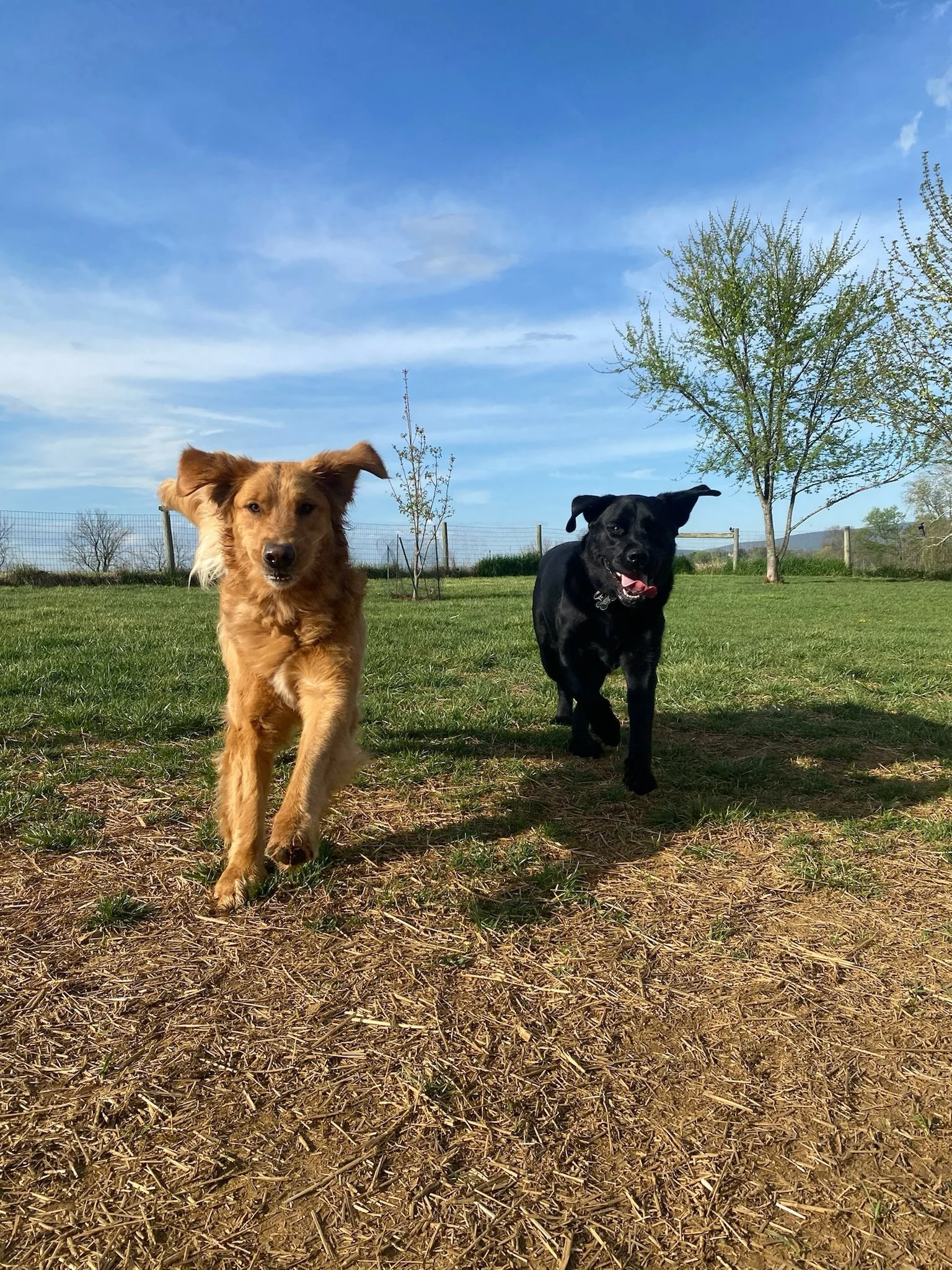 So sorry for getting lax on posting photos here, Alex and I now have a shared folder of our favorite photos so I can remember to post them. Here&rsquo;s some recent happy faces ❤️