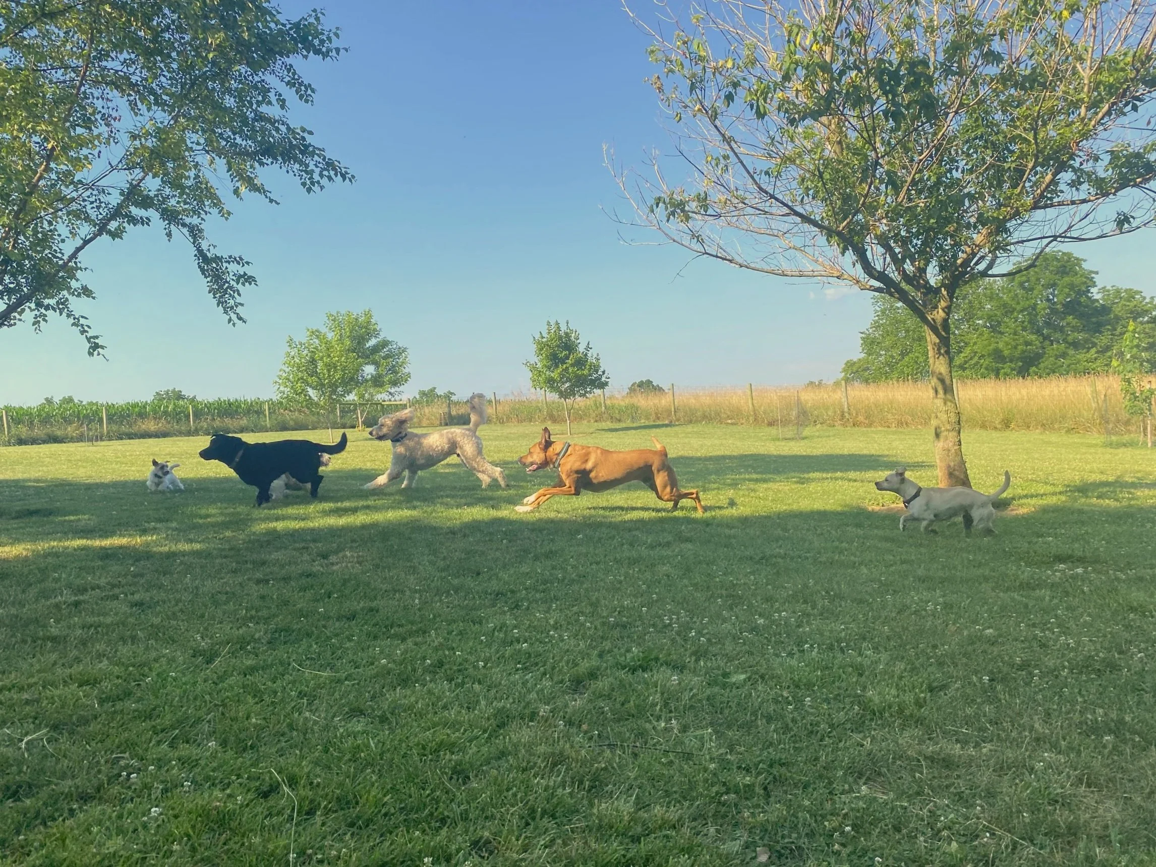 Mindful Paws Dog Daycare