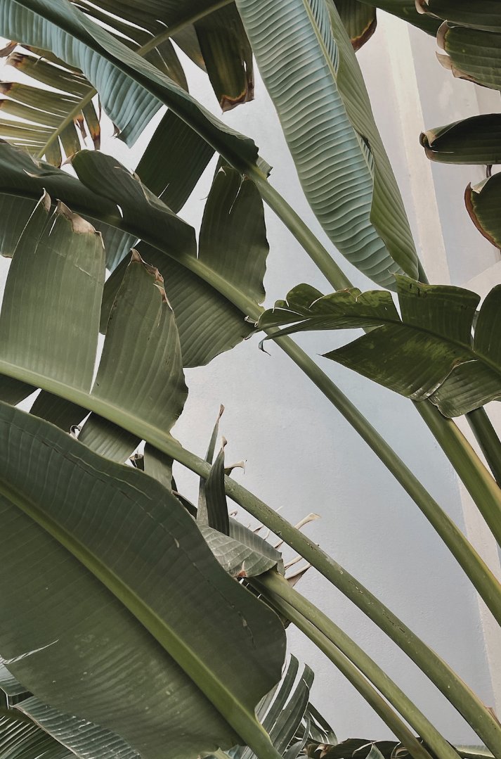 peau-beaute-palm.jpg