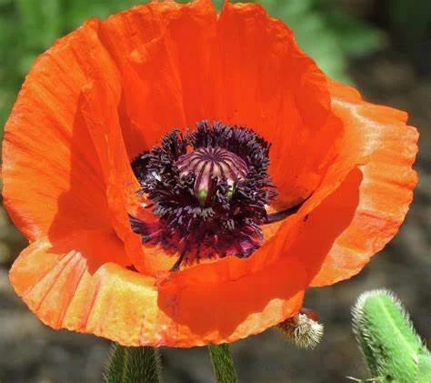 In Flanders Field by John McCrae