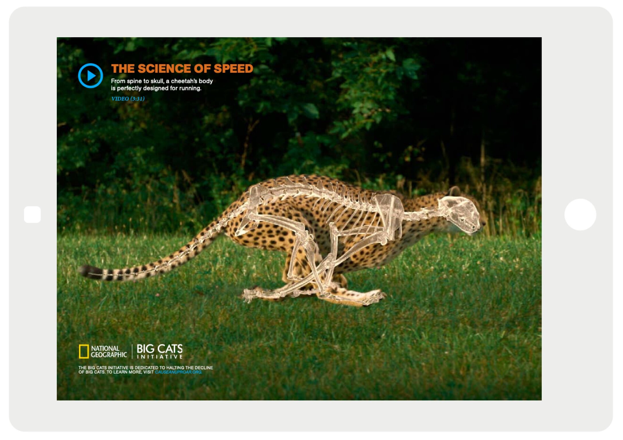 Cheetah ipad.jpg